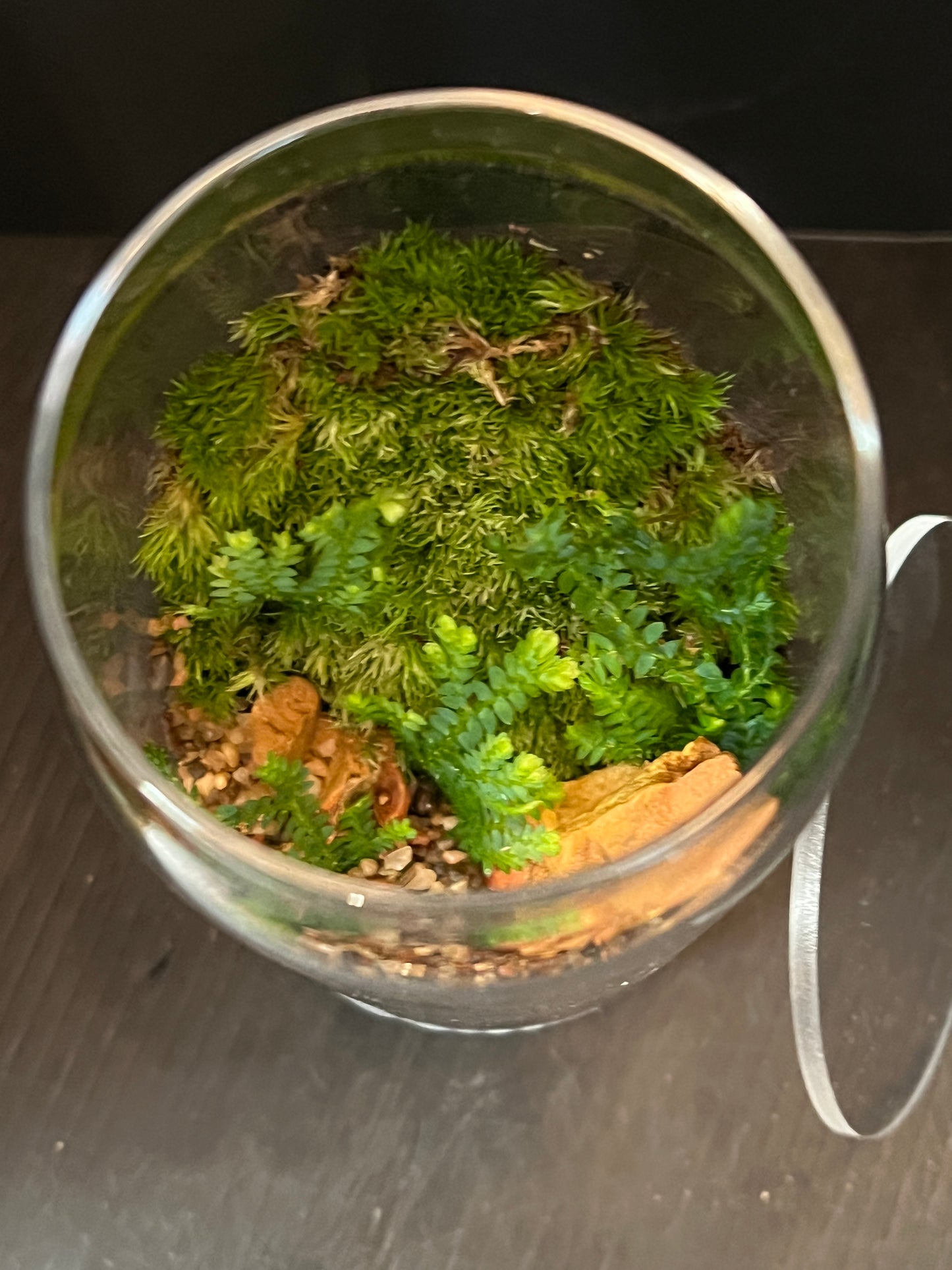 Terrarium 874