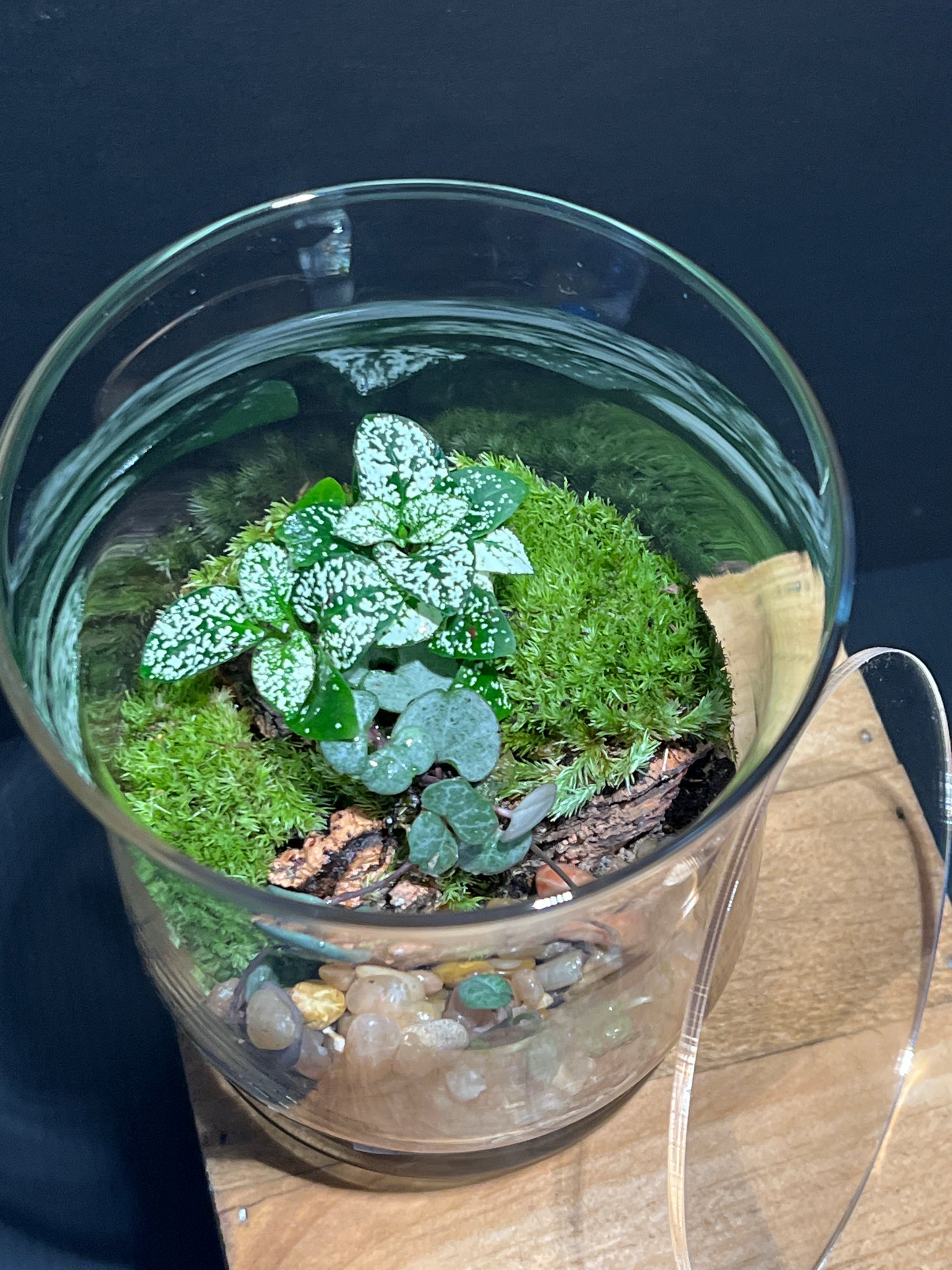 Terrarium #141