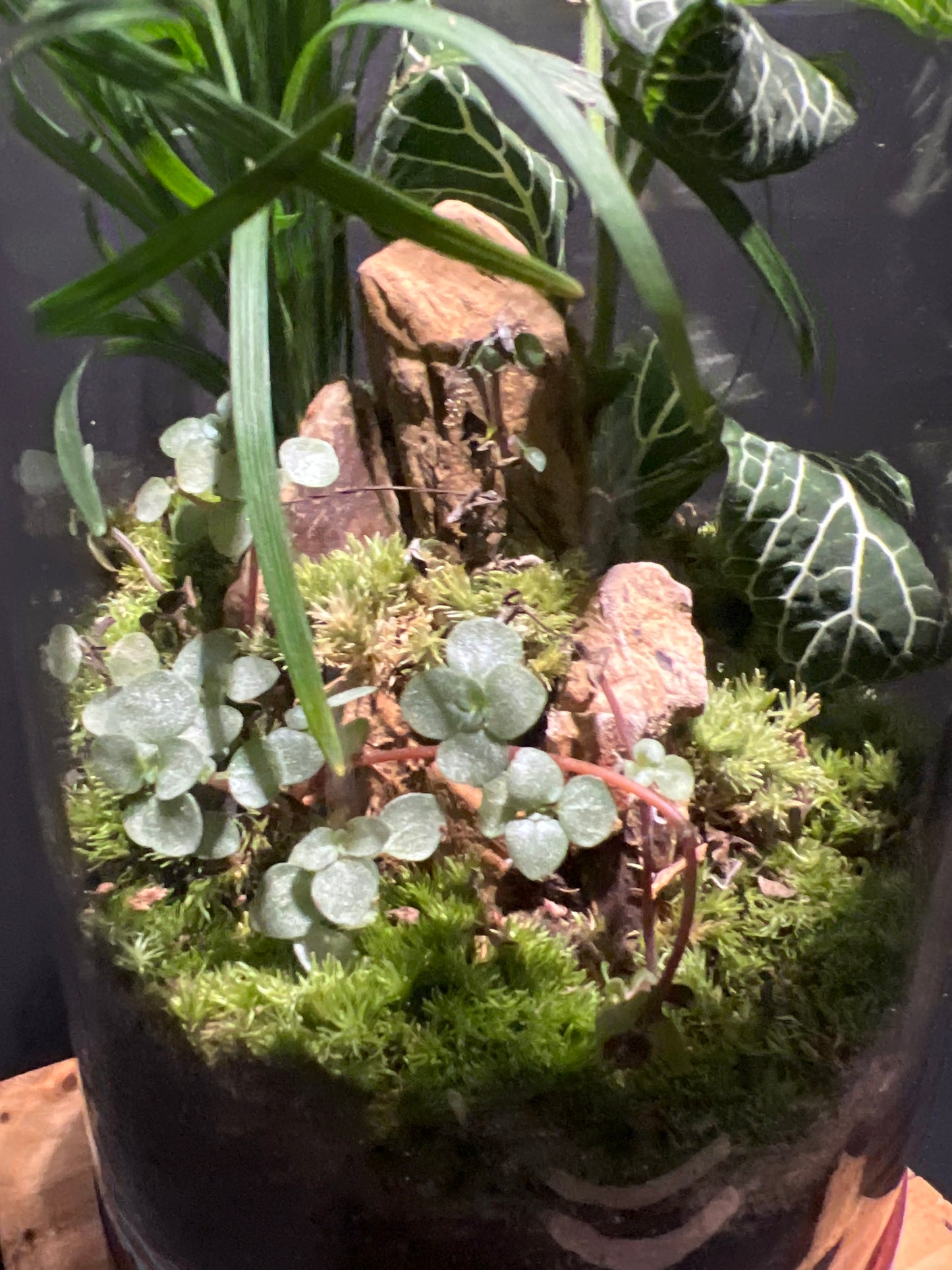 Terrarium #94