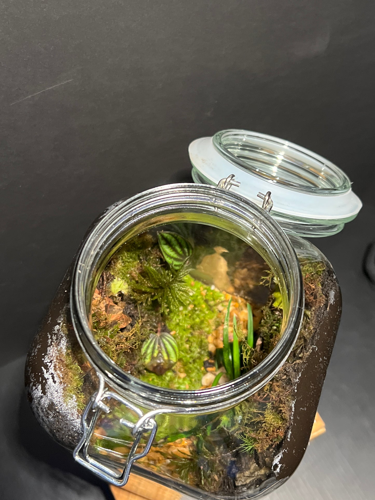 Terrarium #109