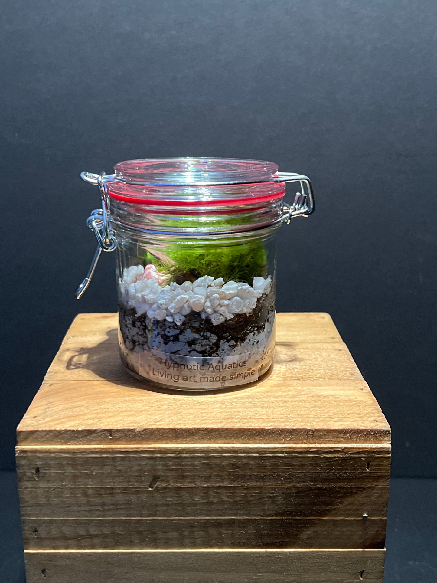 Terrarium #148