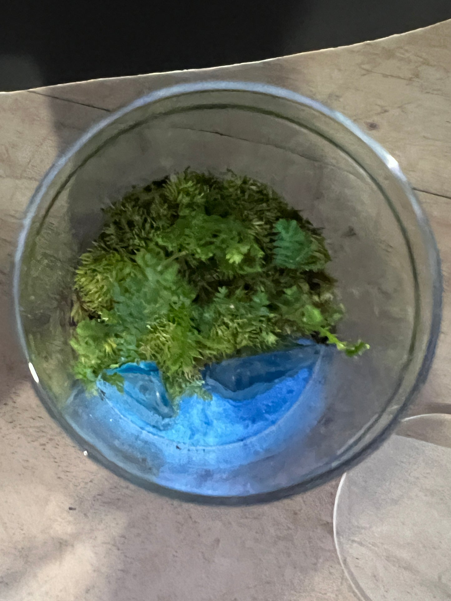 Terrarium 888