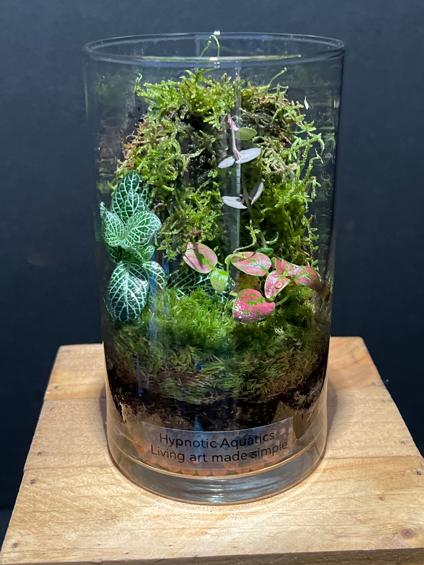 Terrarium 197