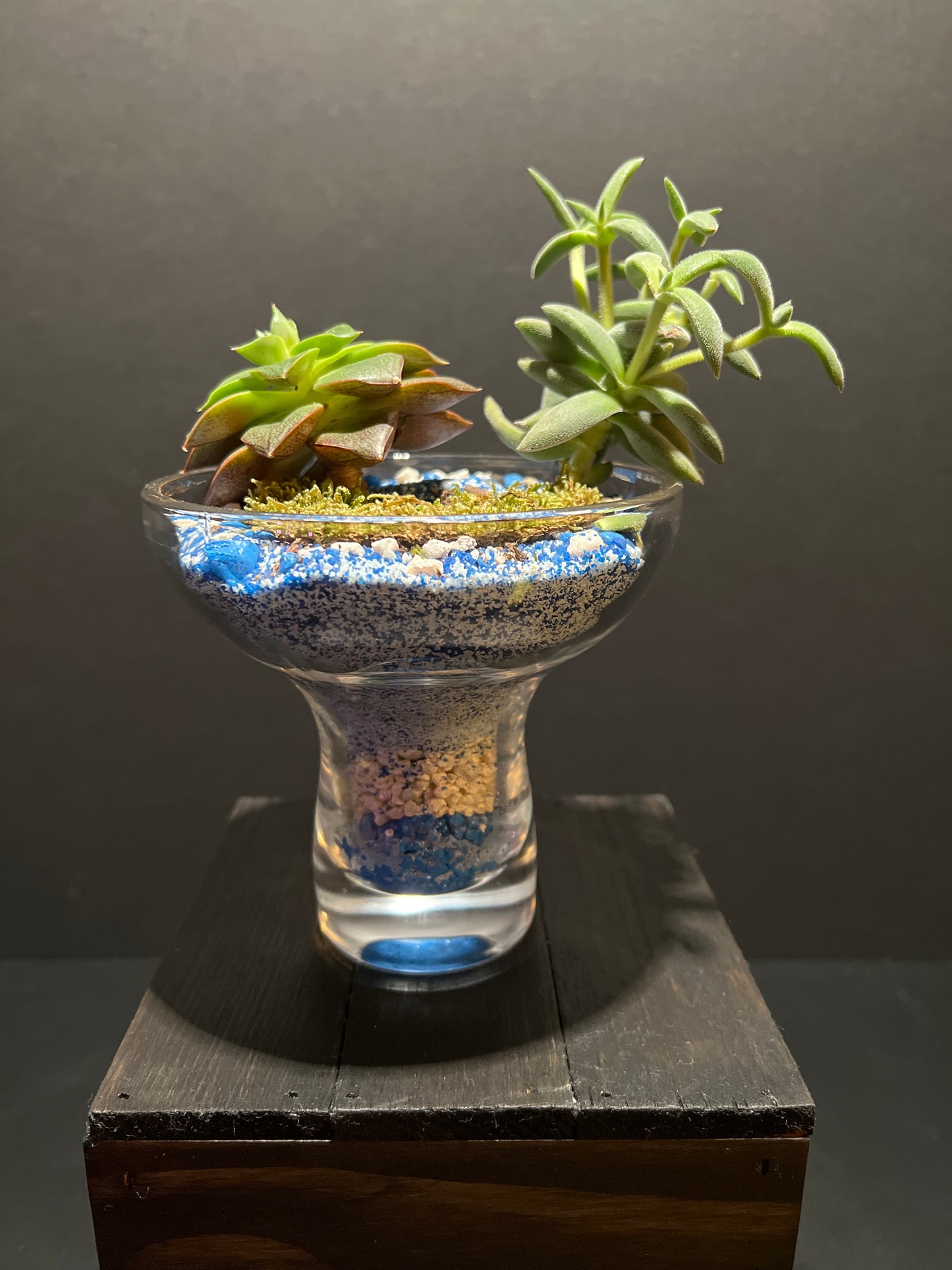 Terrarium #17