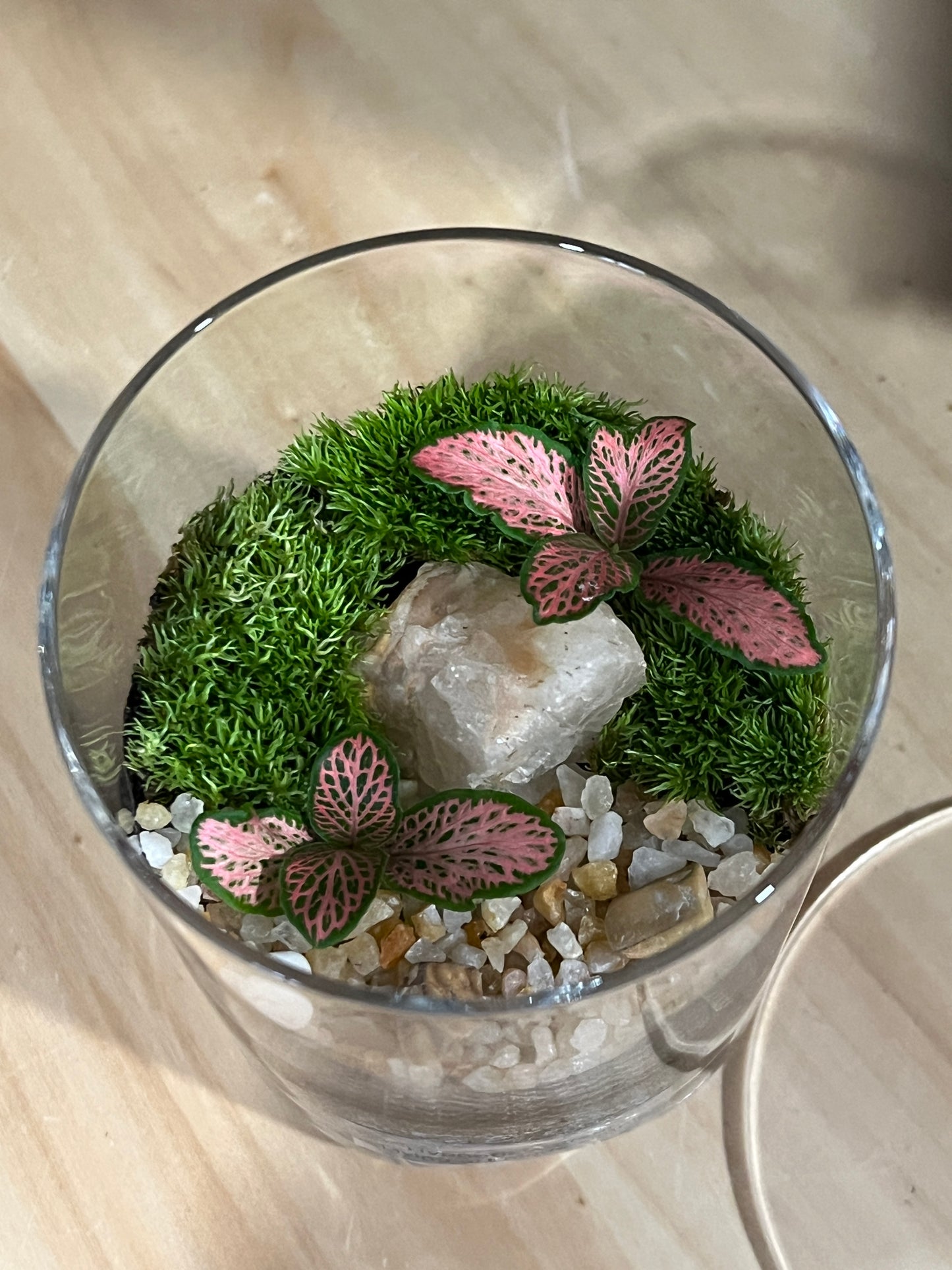Terrarium 910