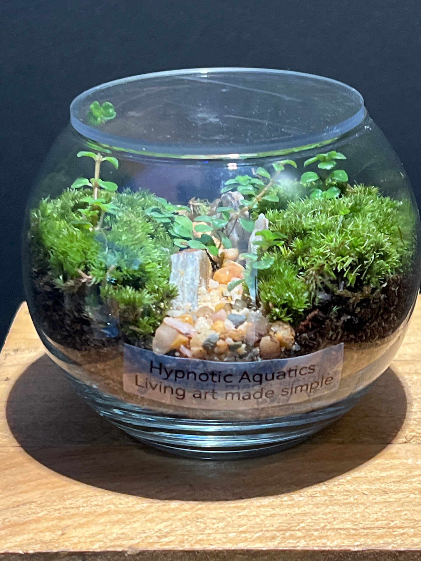 Terrarium #152