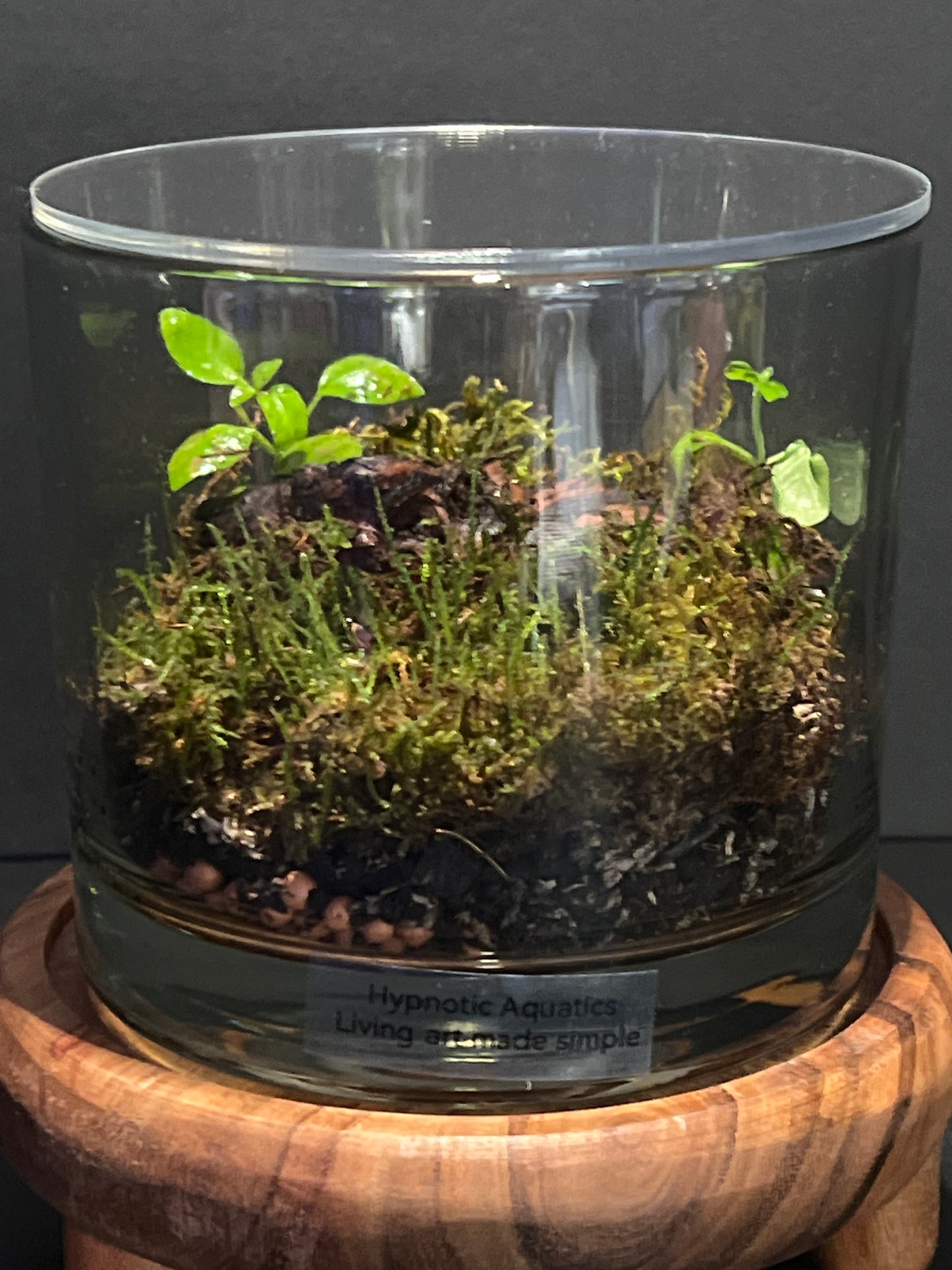 Terrarium 323