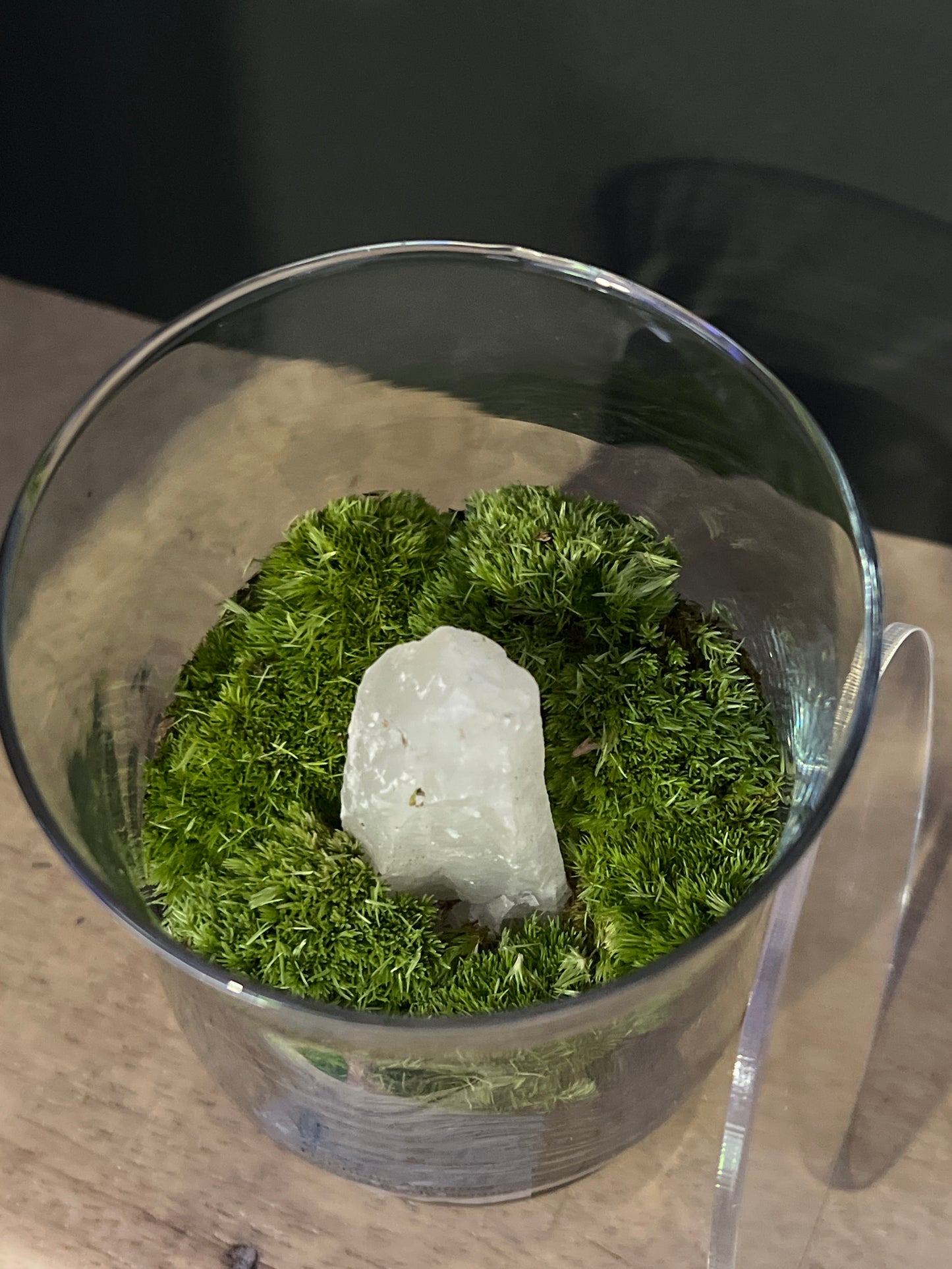 Terrarium 472