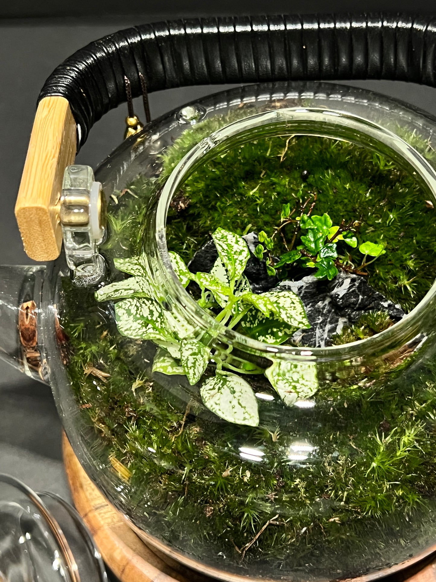 Terrarium 364