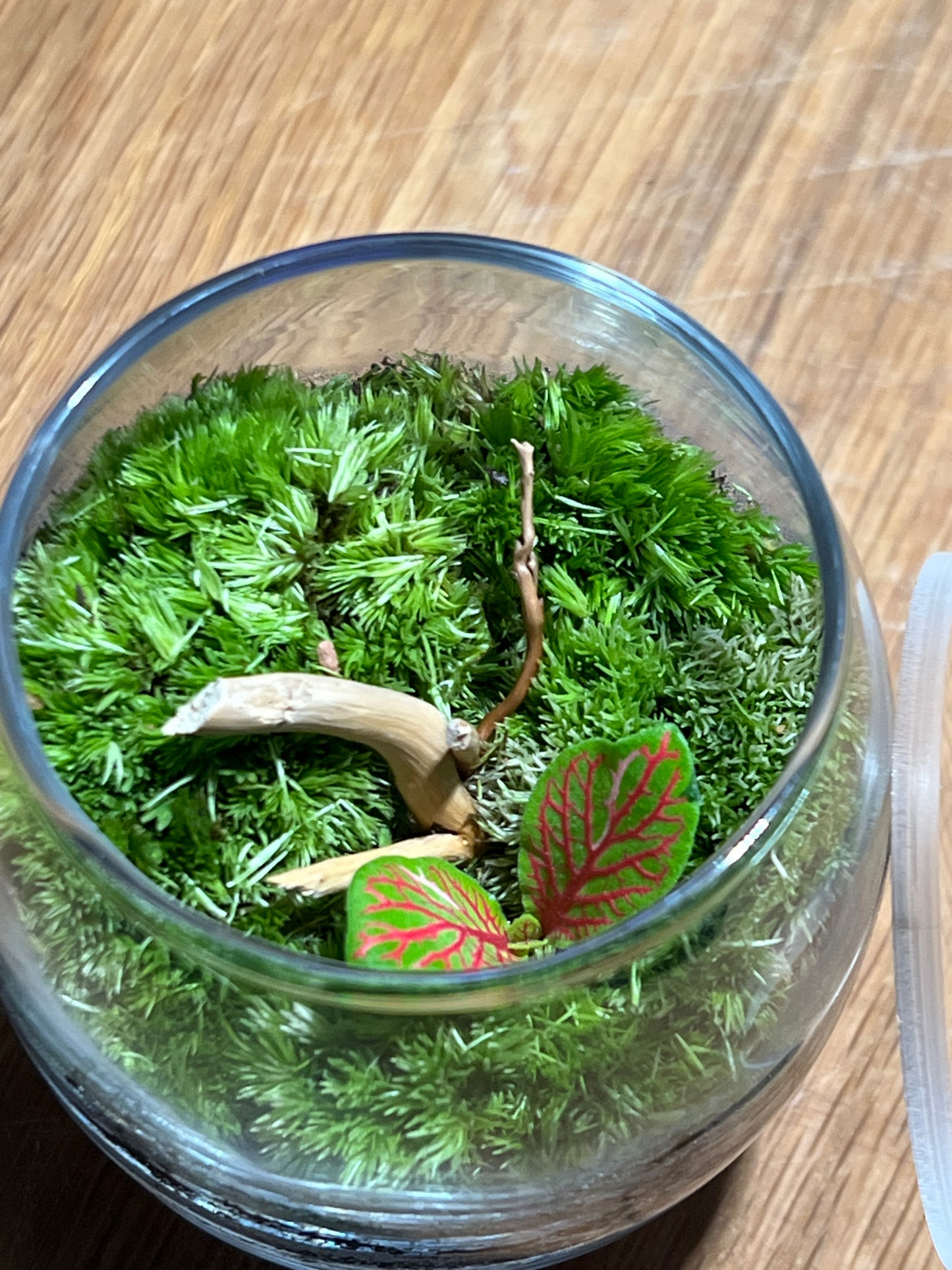Terrarium 526
