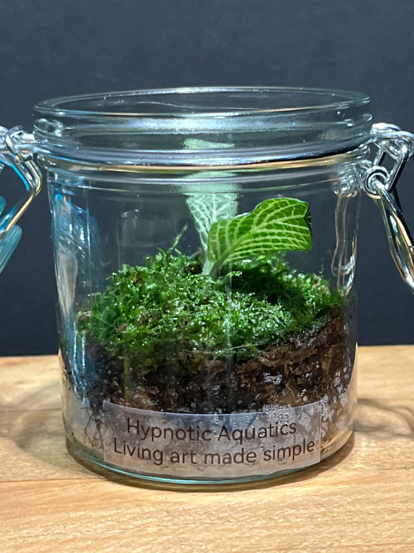 Terrarium #125