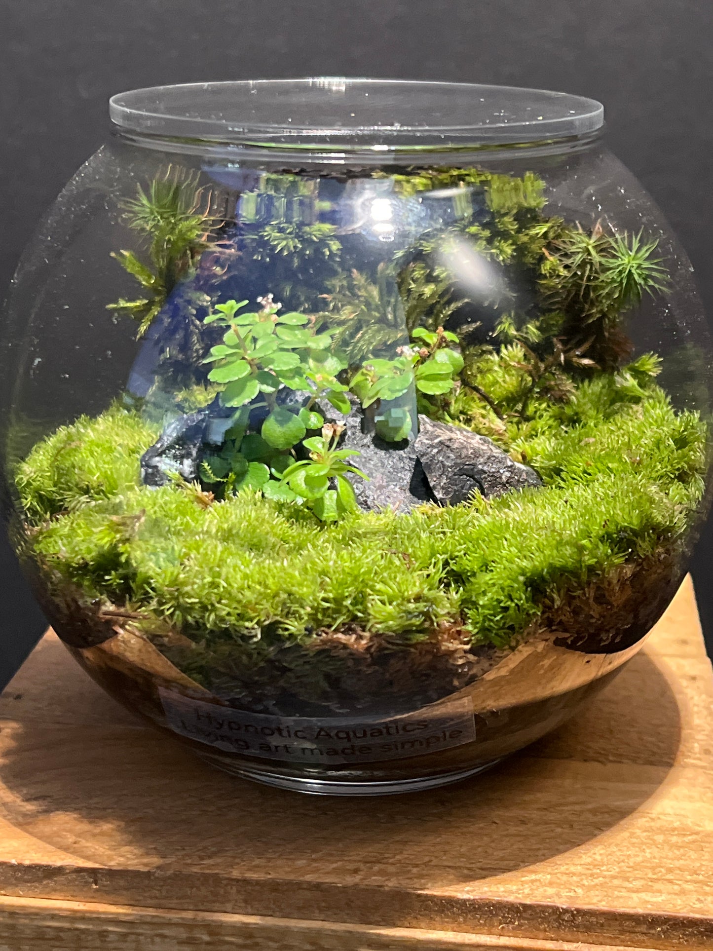Terrarium #153
