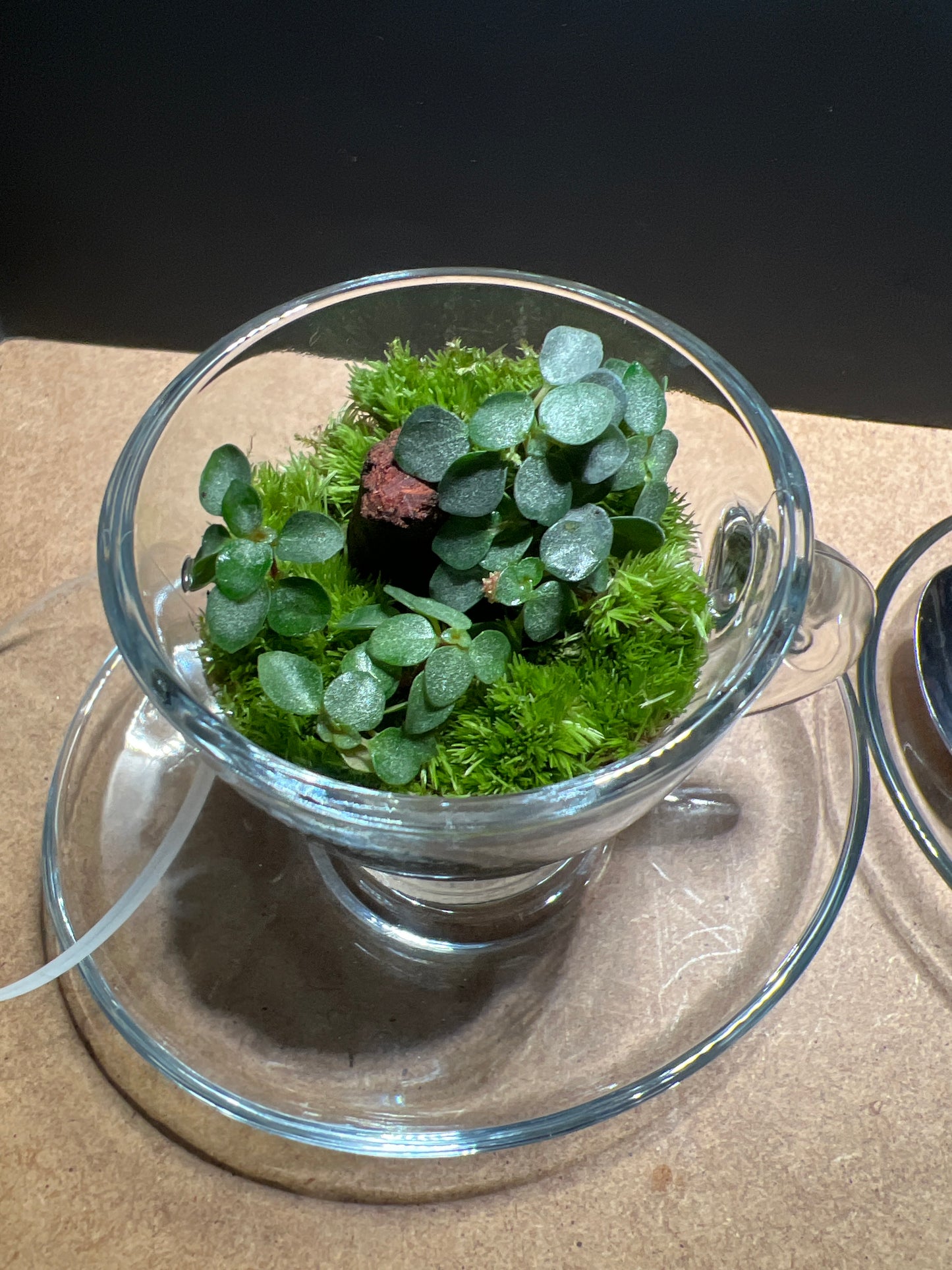 Terrarium 443 (seti)