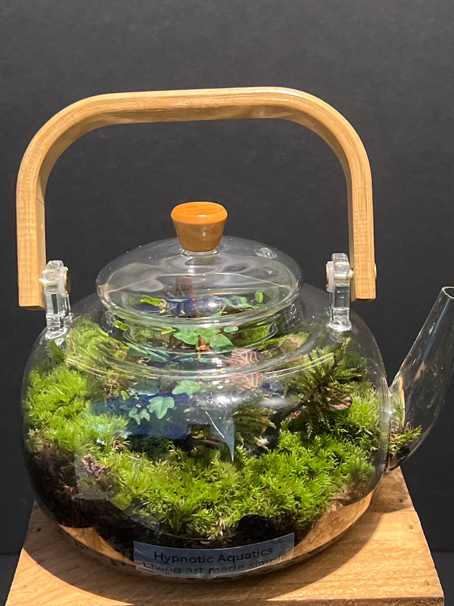 Terrarium #143