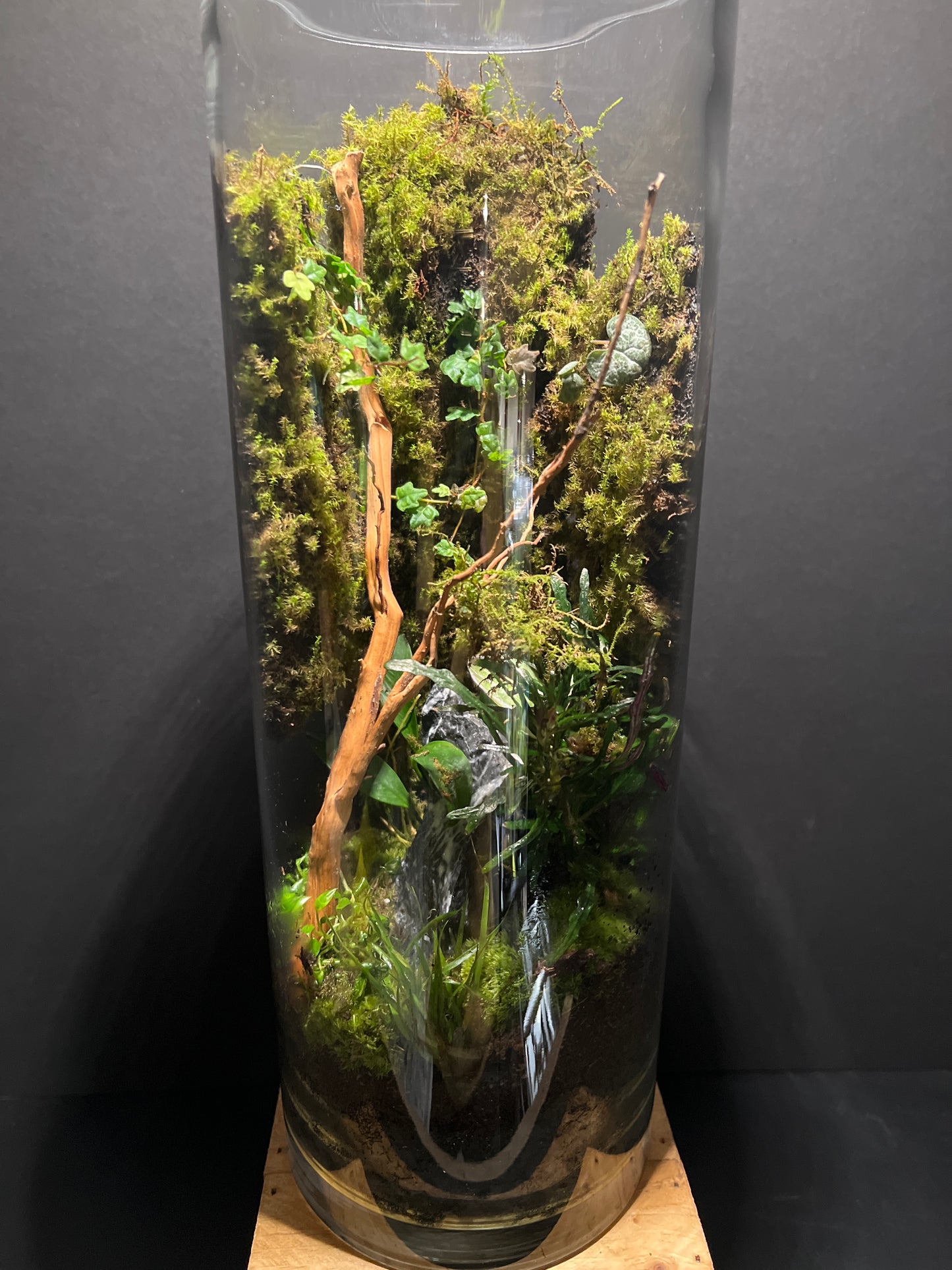 Terrarium #50