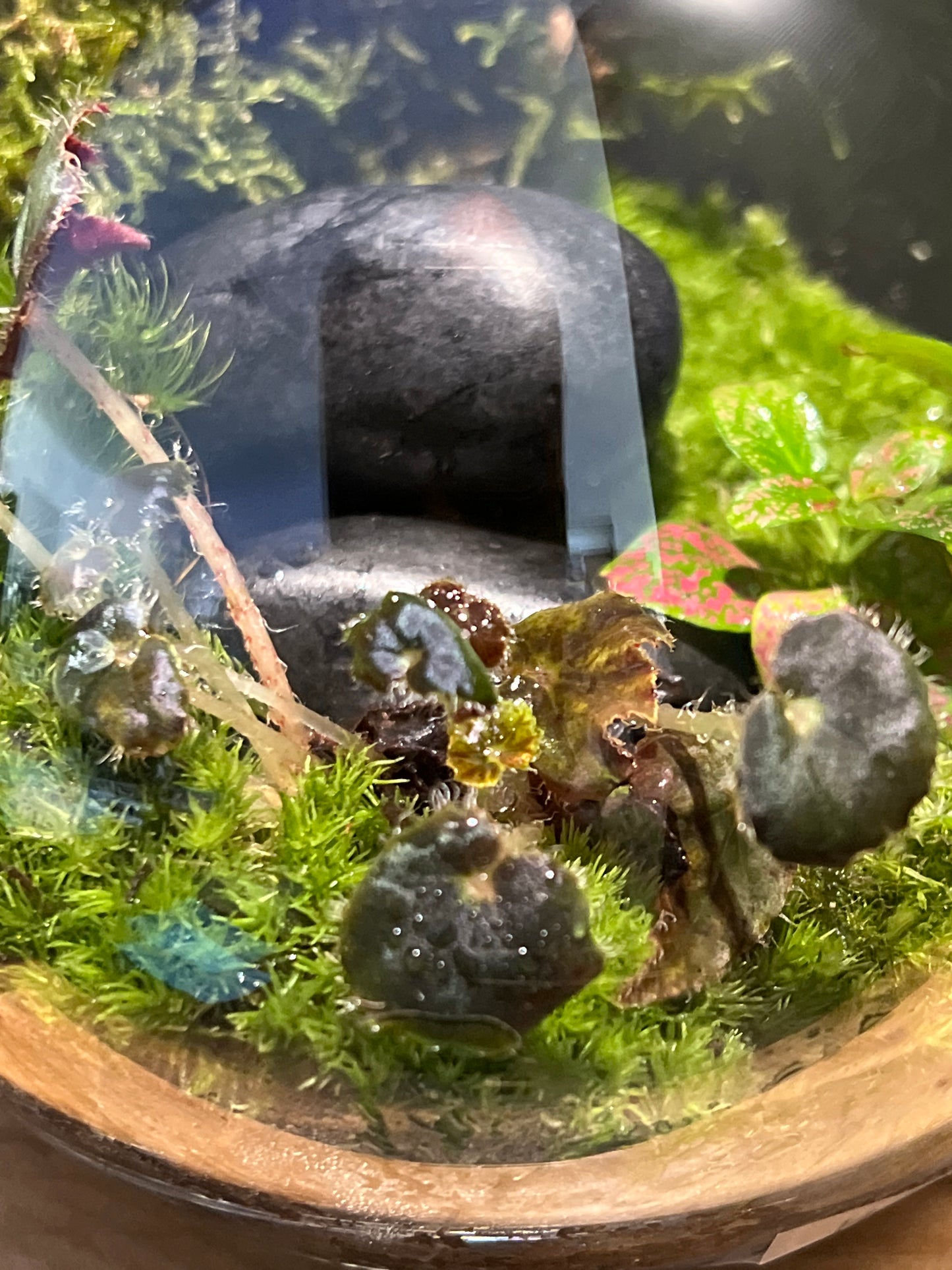 Terrarium 196