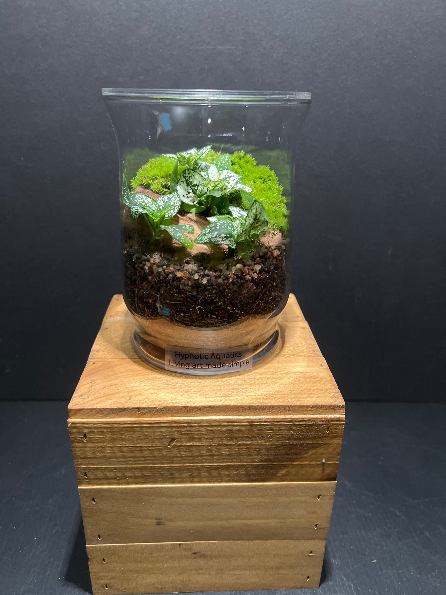 Terrarium #100