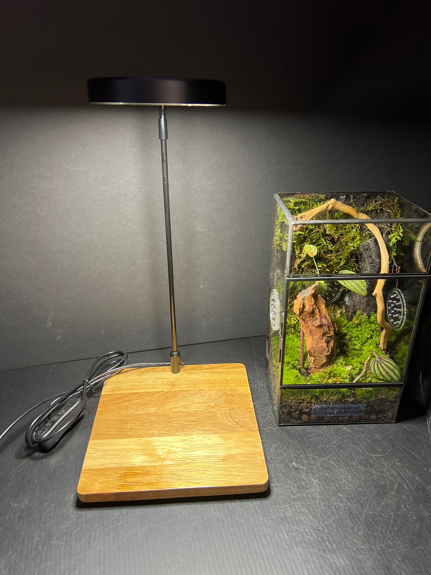 Terrarium 193