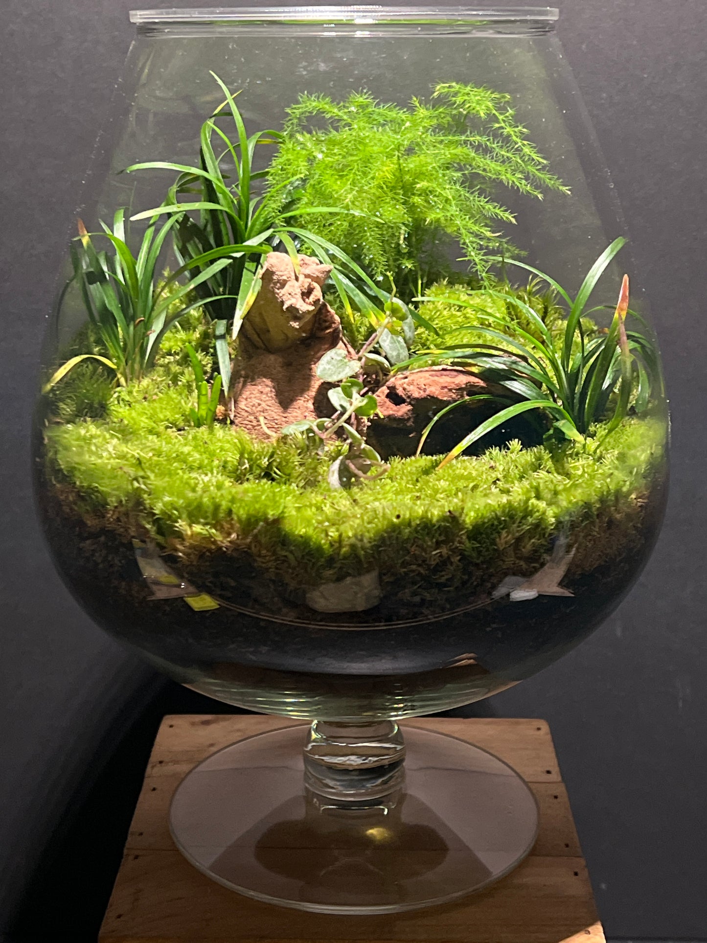 Terrarium #160