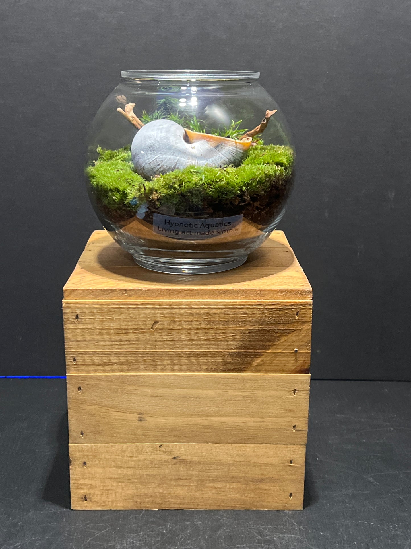 Terrarium #123