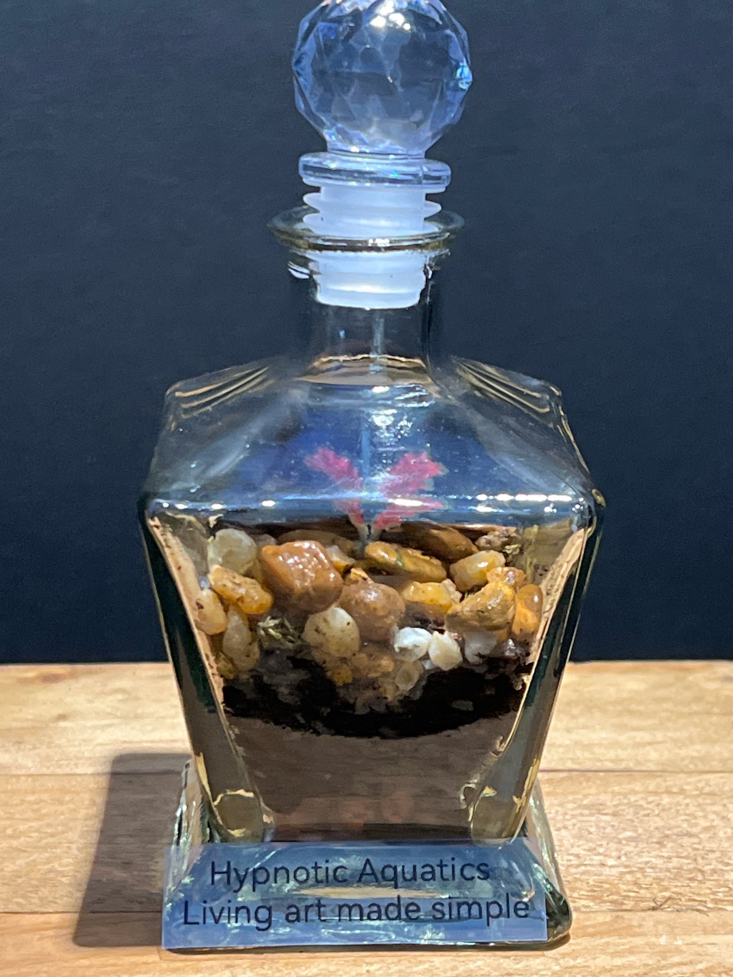 Terrarium #154
