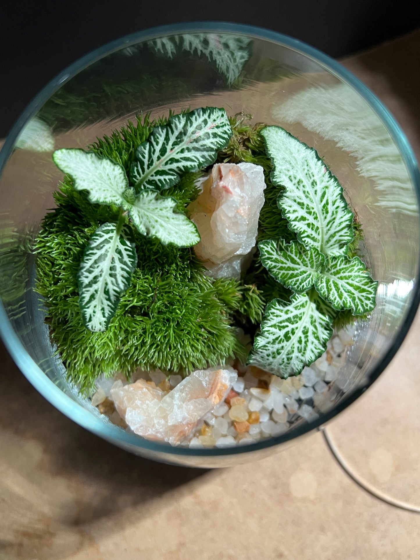 Terrarium 895