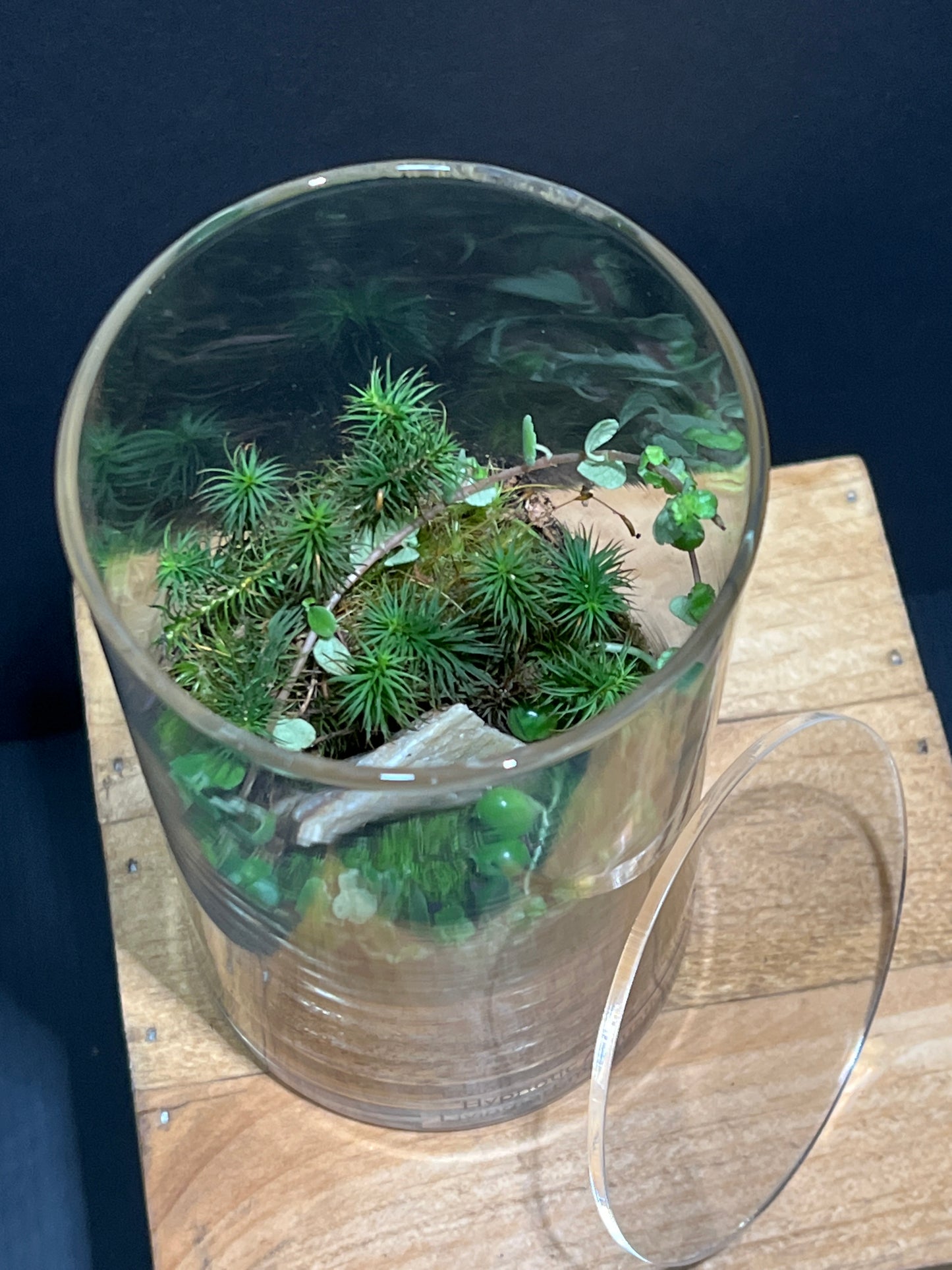 Terrarium #132