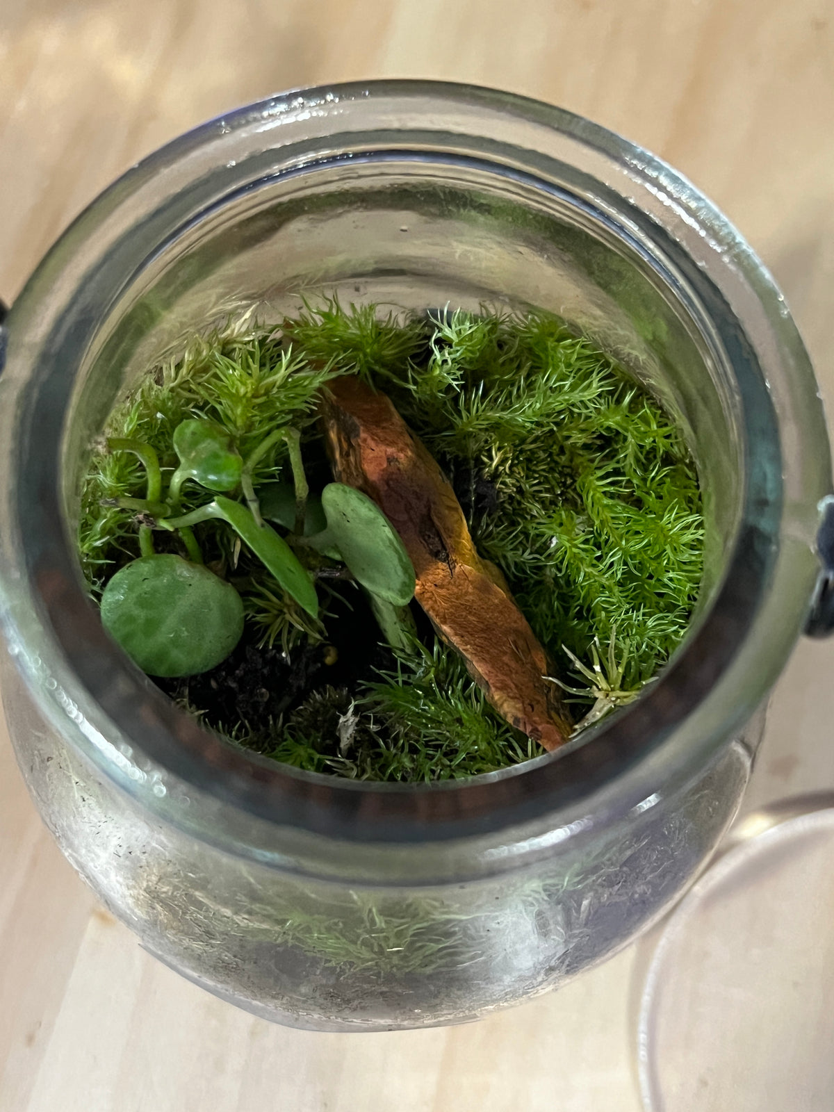 Terrarium 981