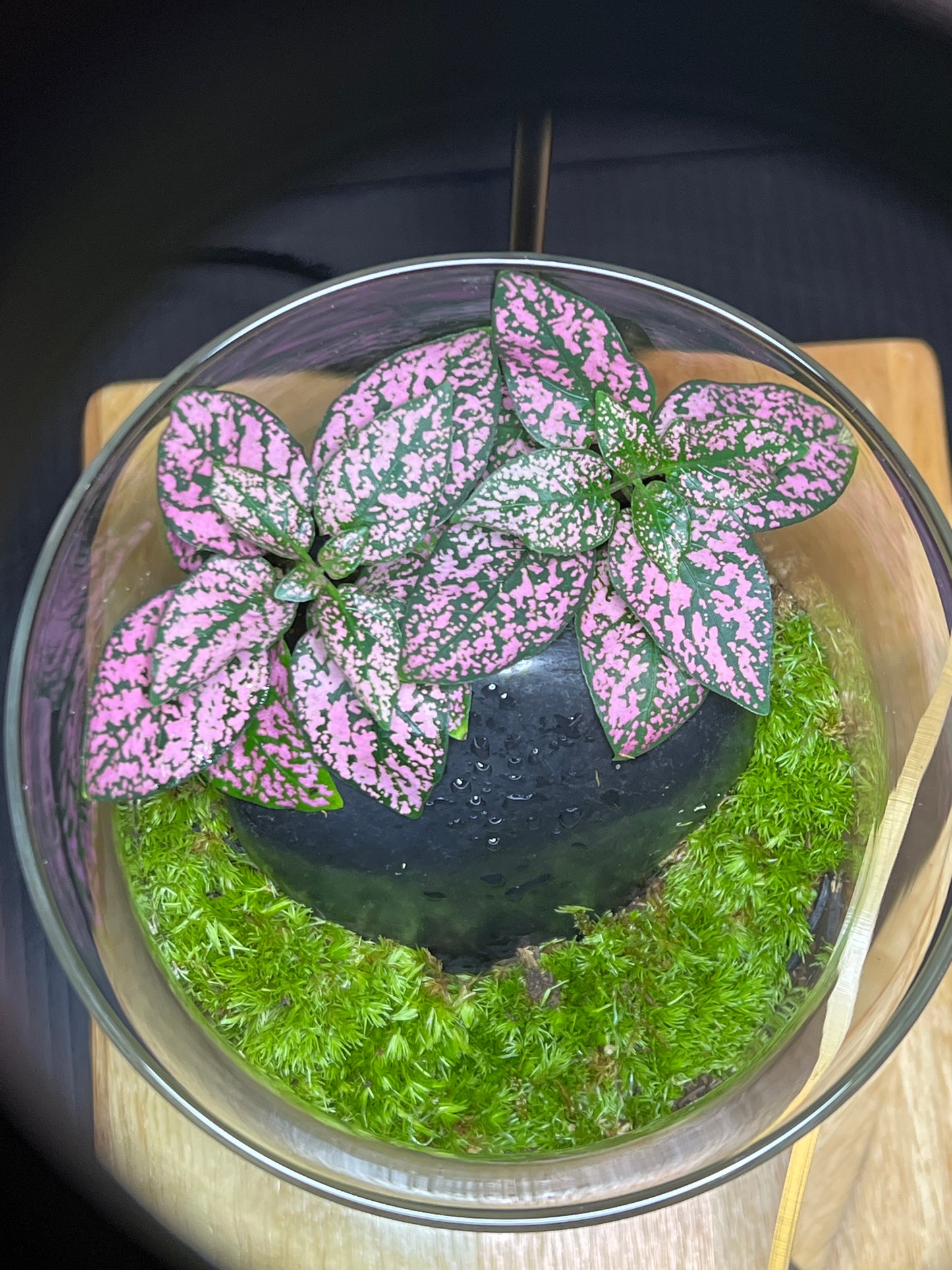 Terrarium 249