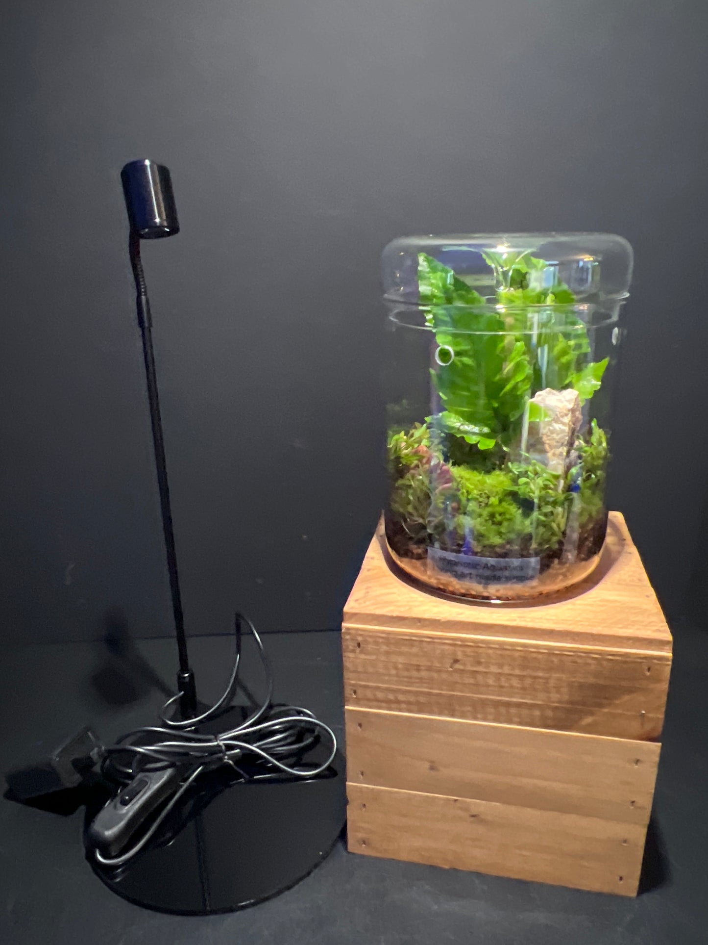 Terrarium #177