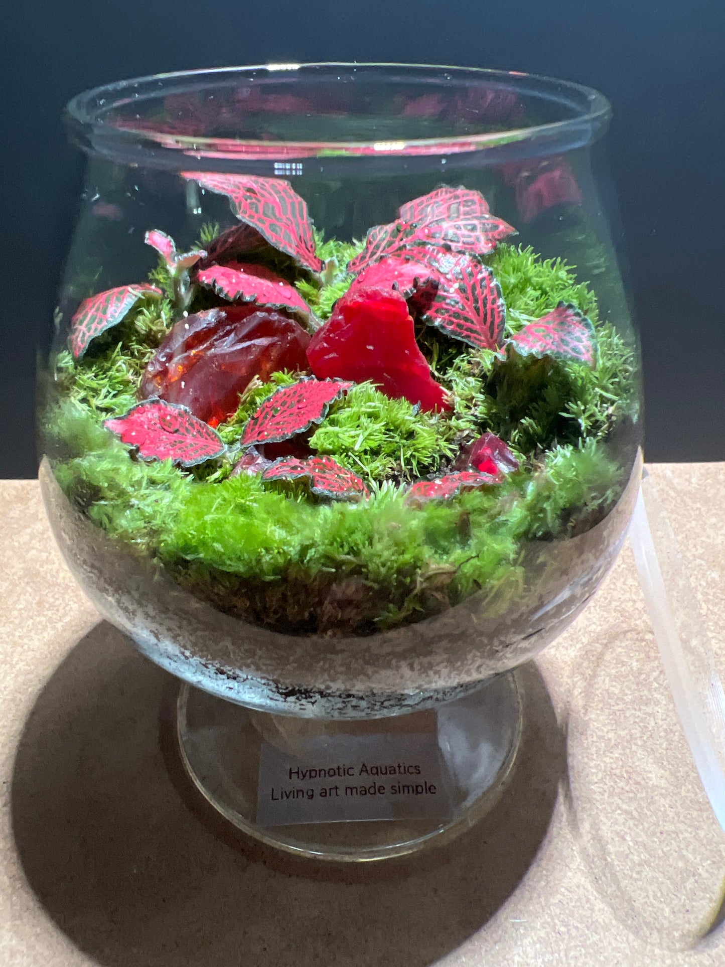 Terrarium 466