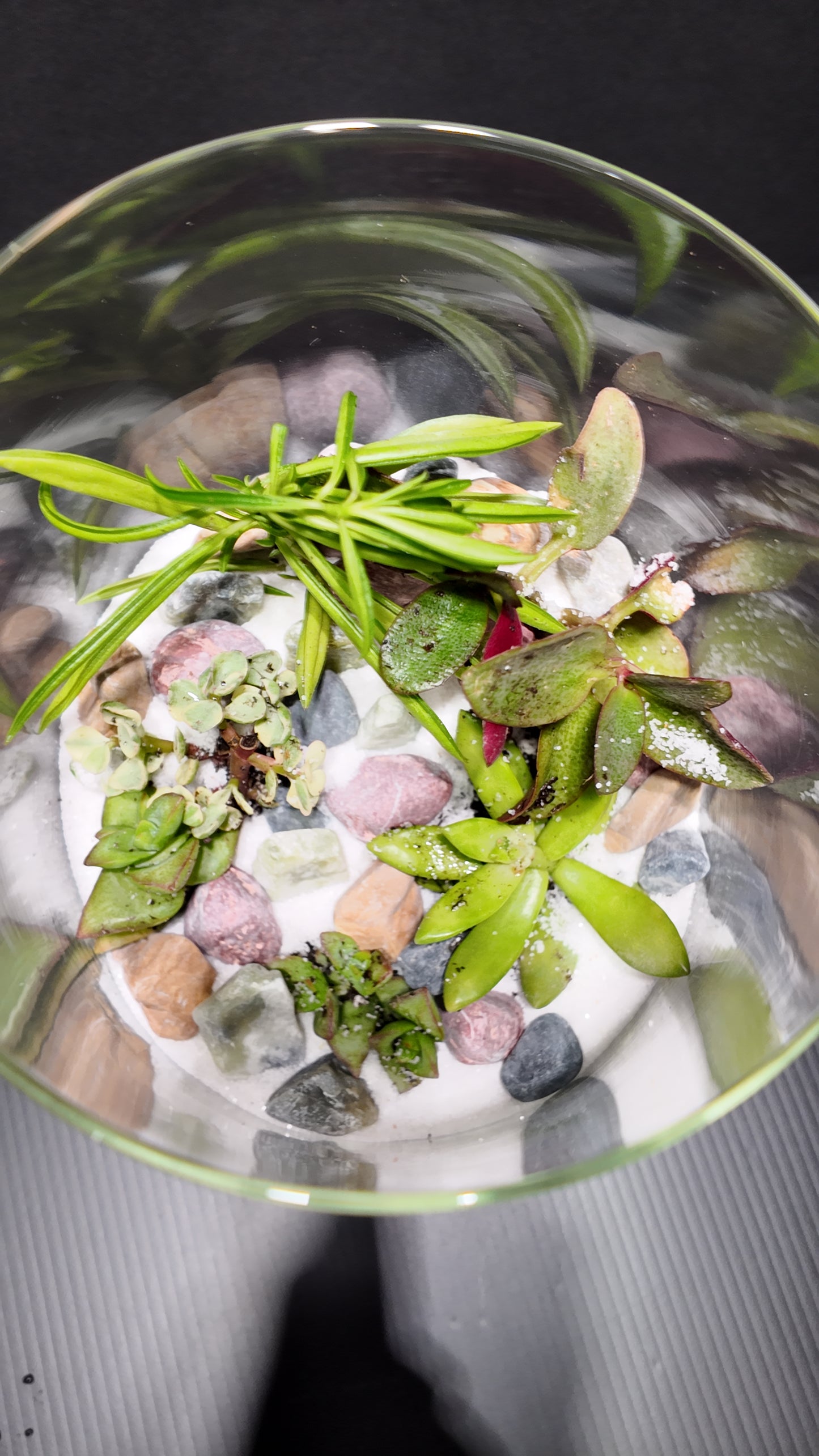 Terrarium #44