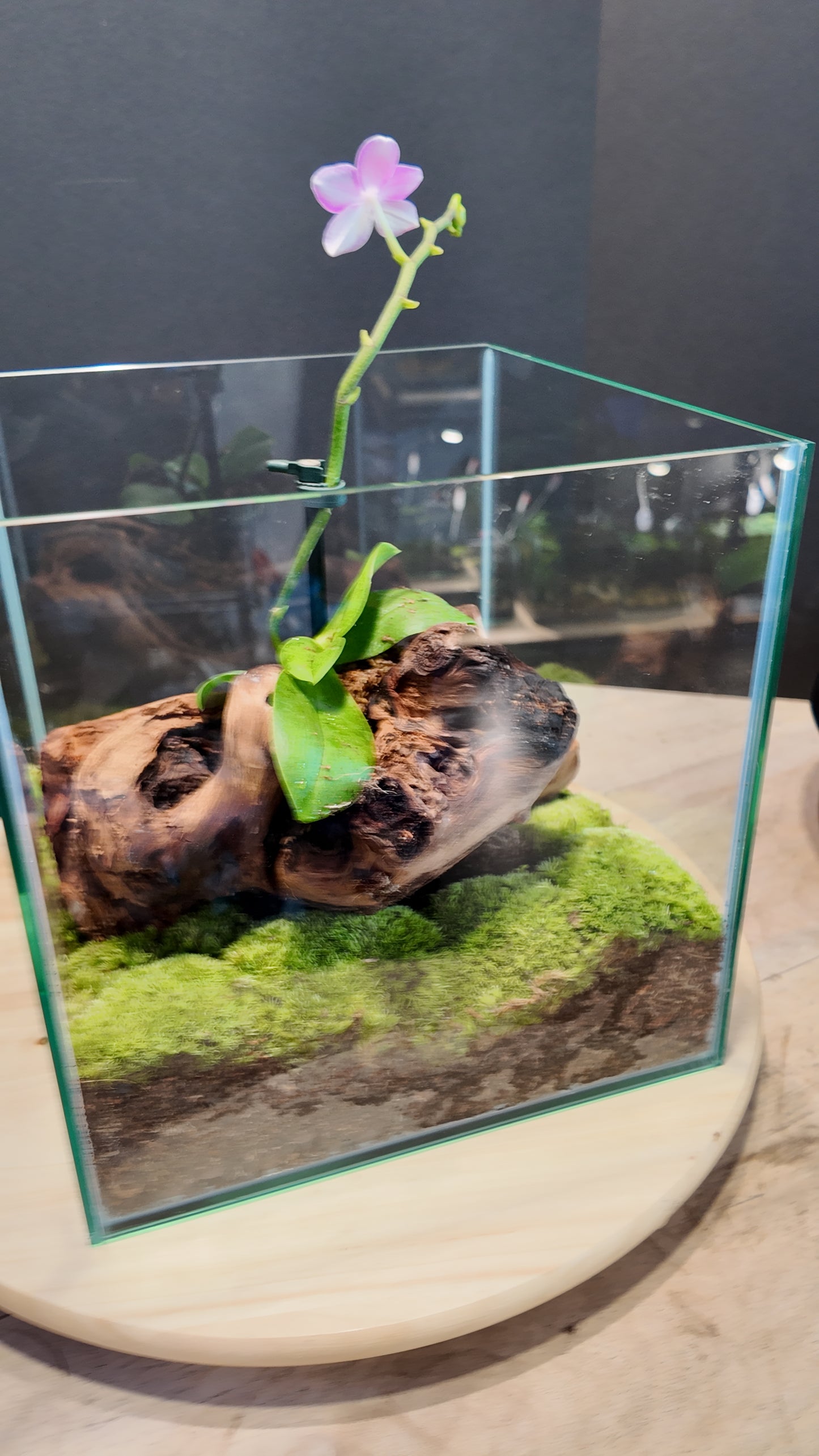 Terrarium #2