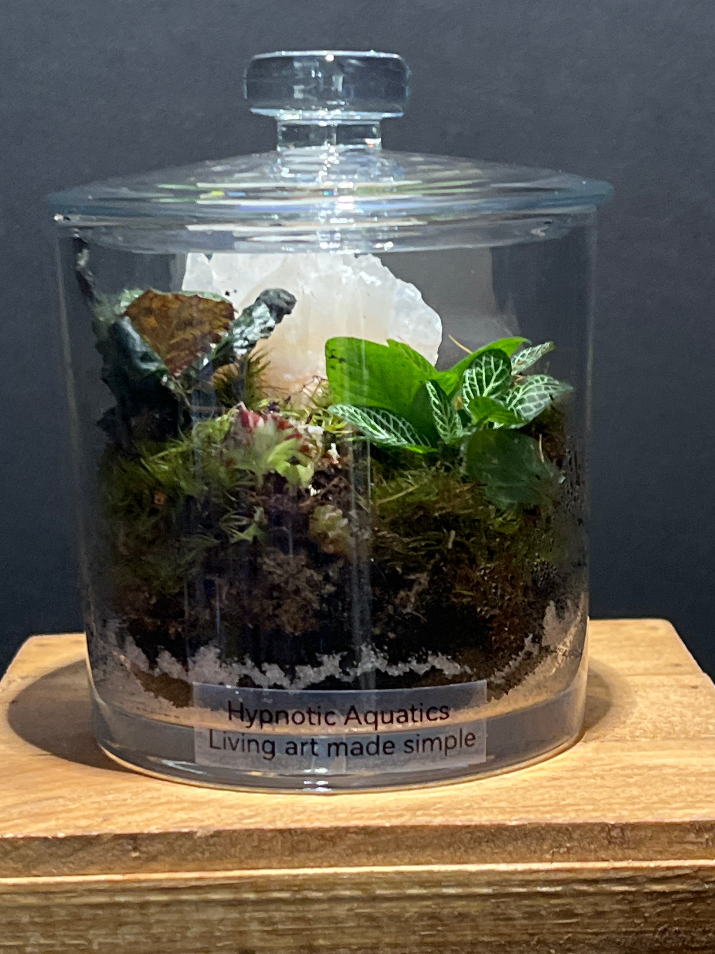 Terrarium #120