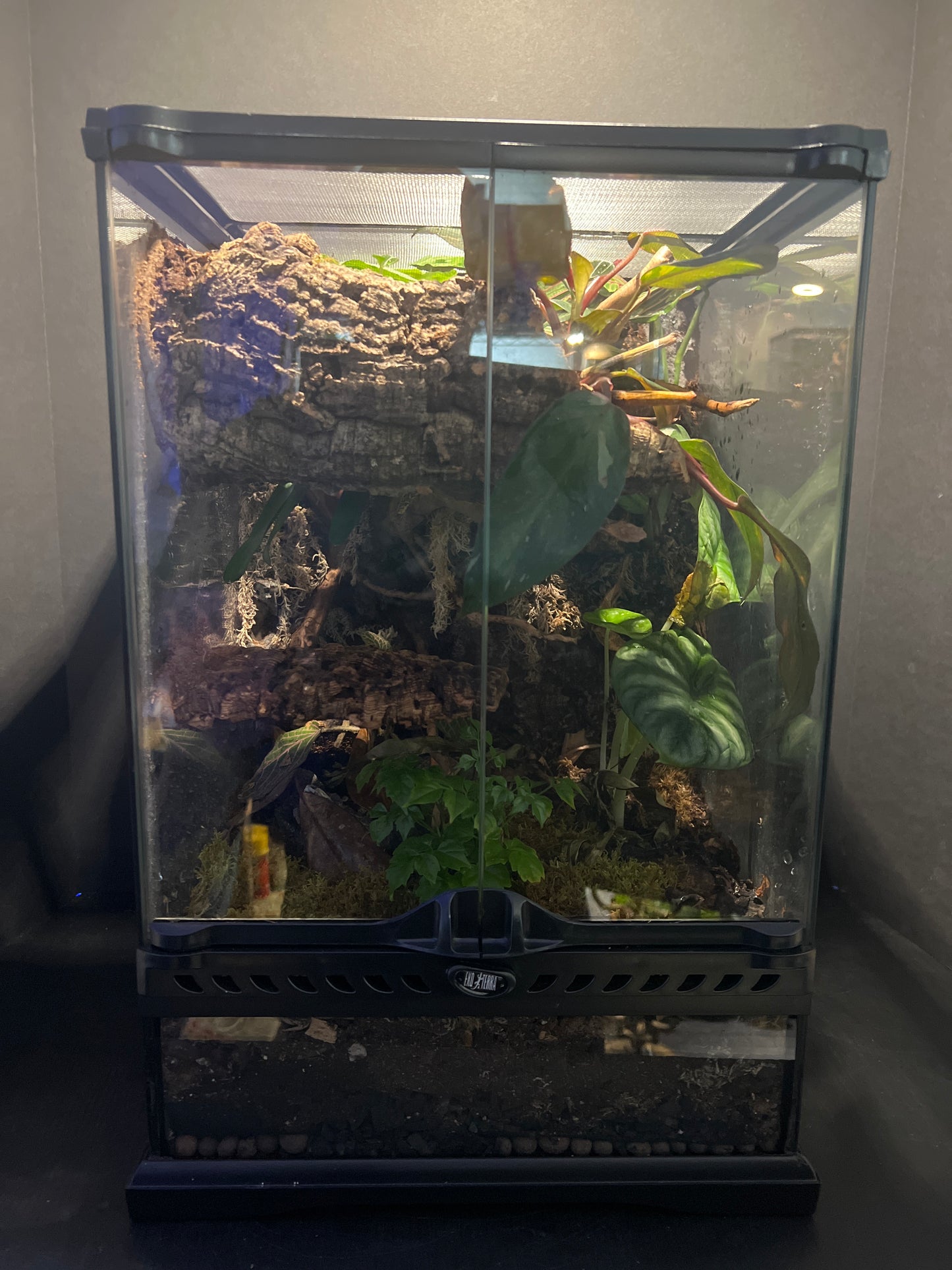 Terrarium Habitat 333