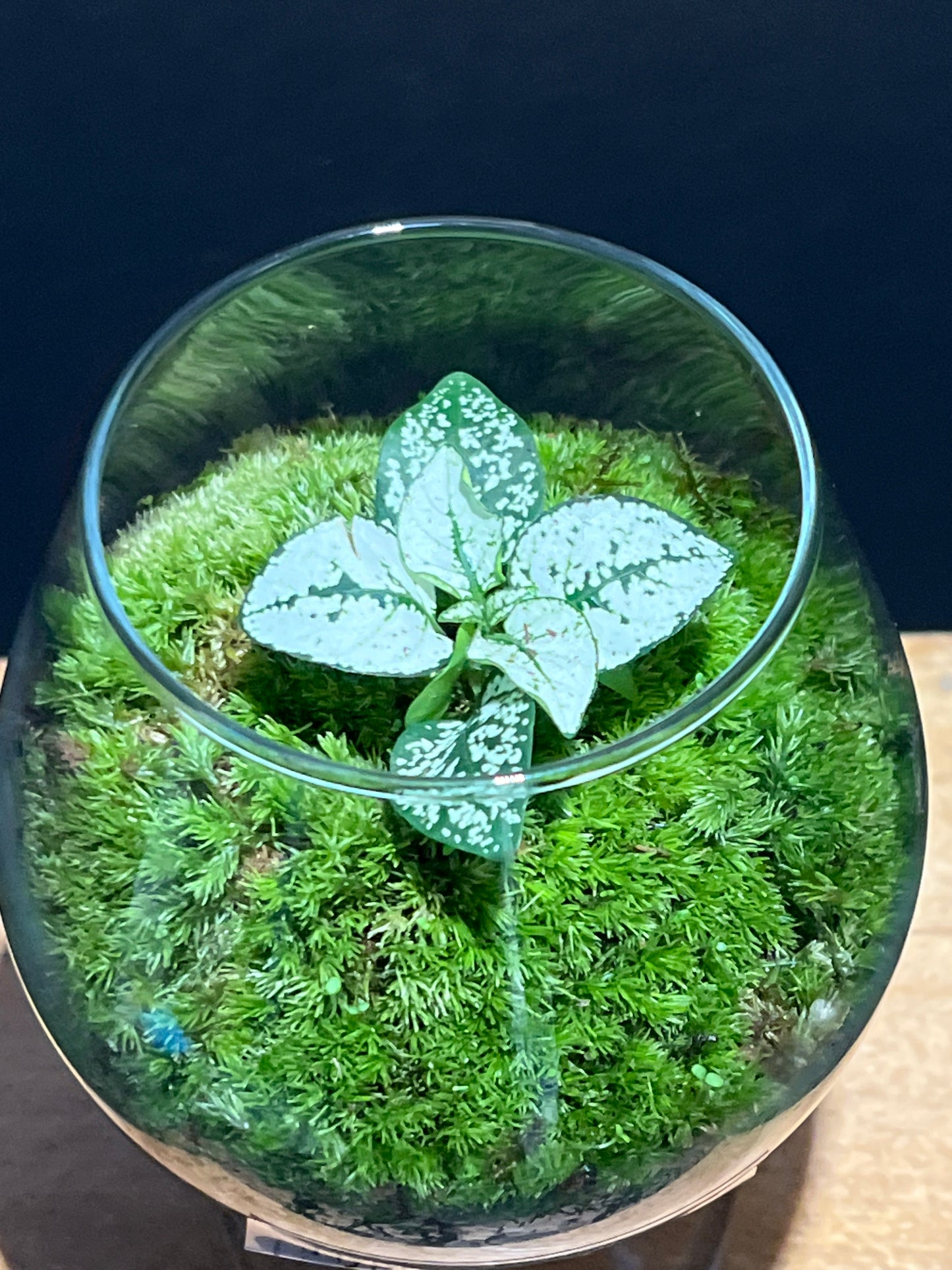 Terrarium #149
