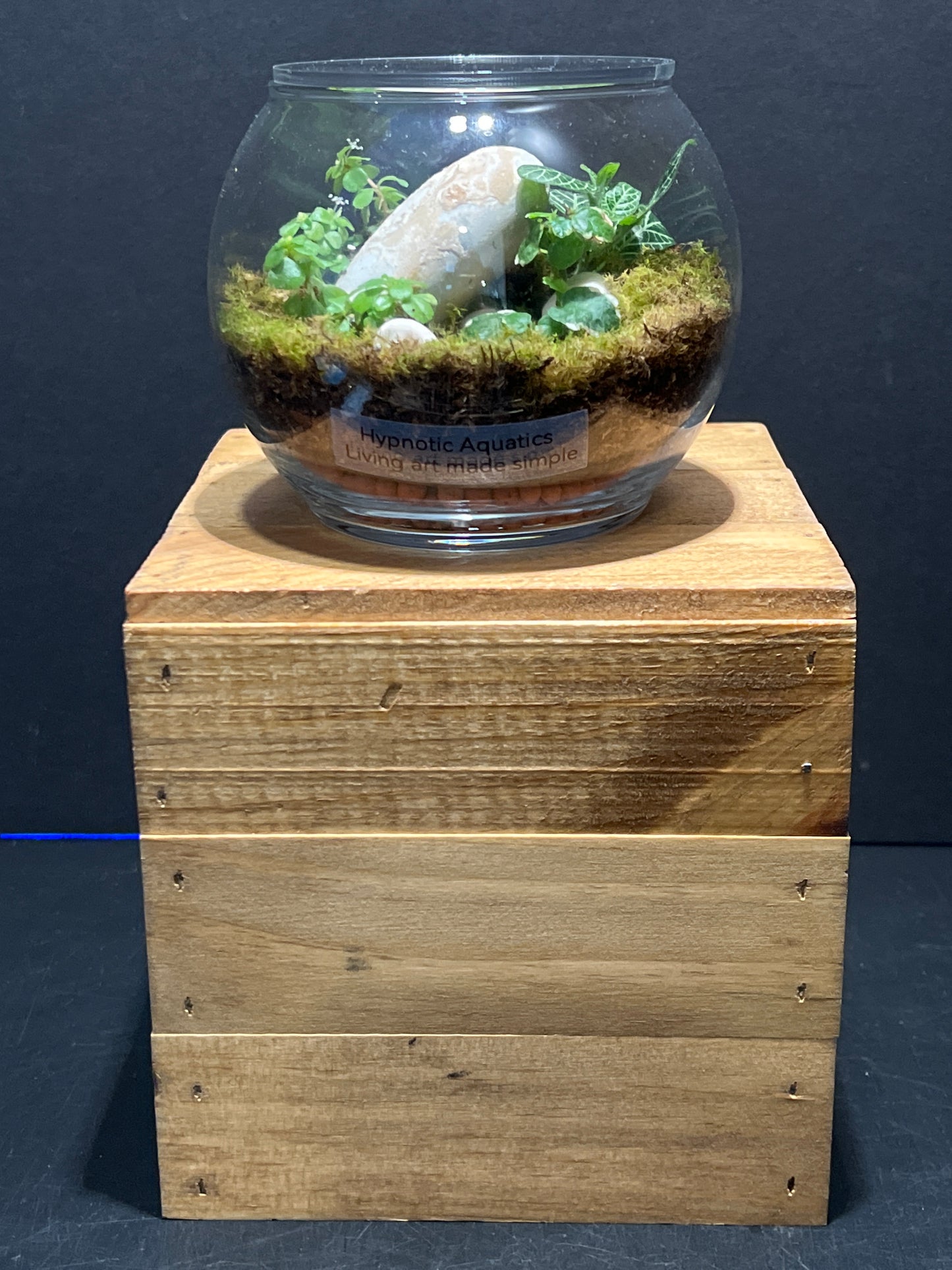 Terrarium #122