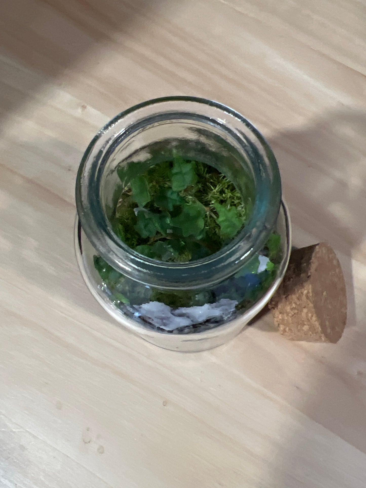 Terrarium 726