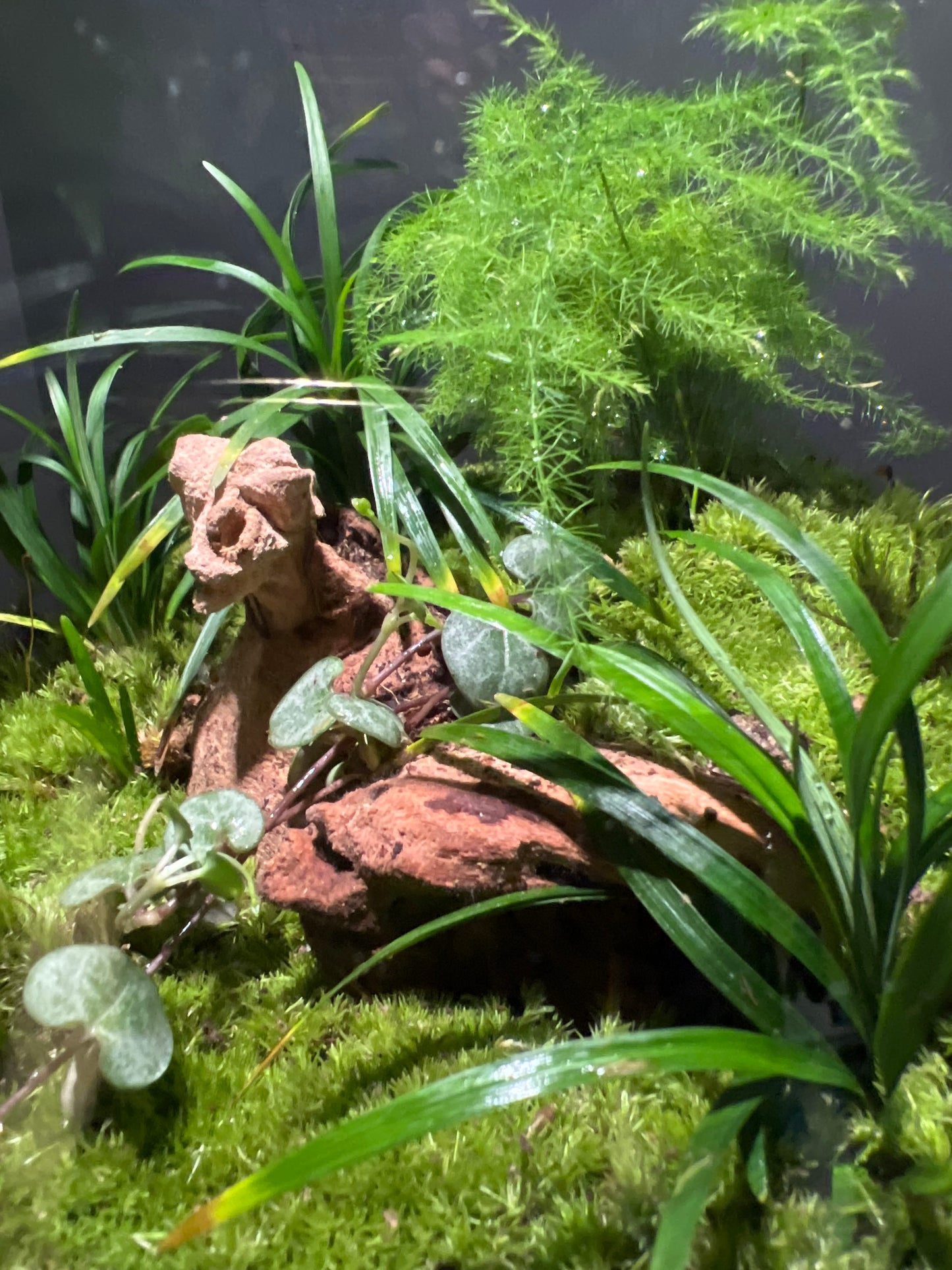 Terrarium #160