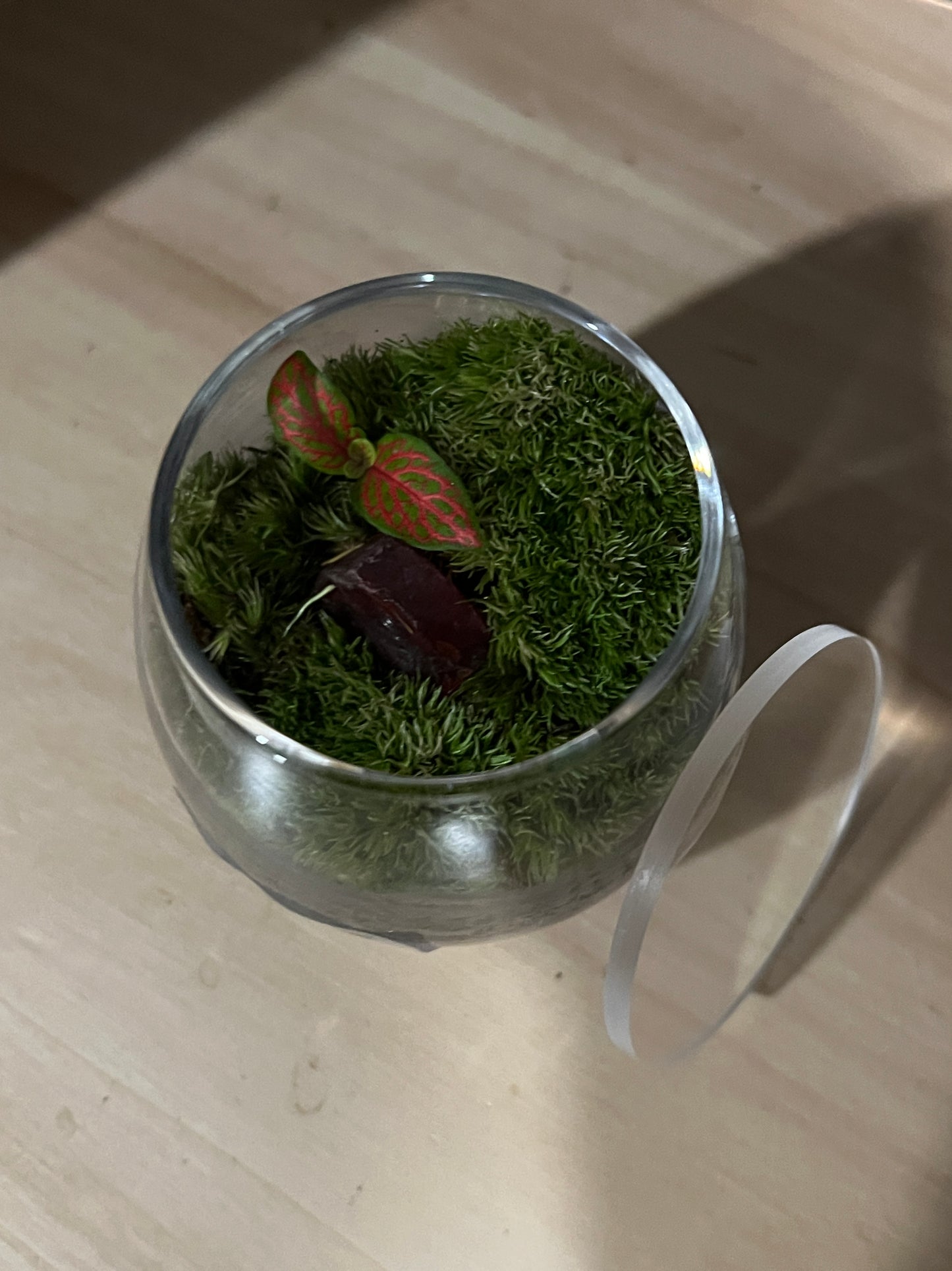Terrarium 806