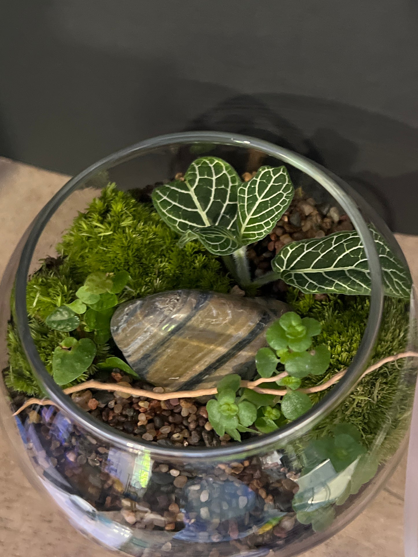 Terrarium 470