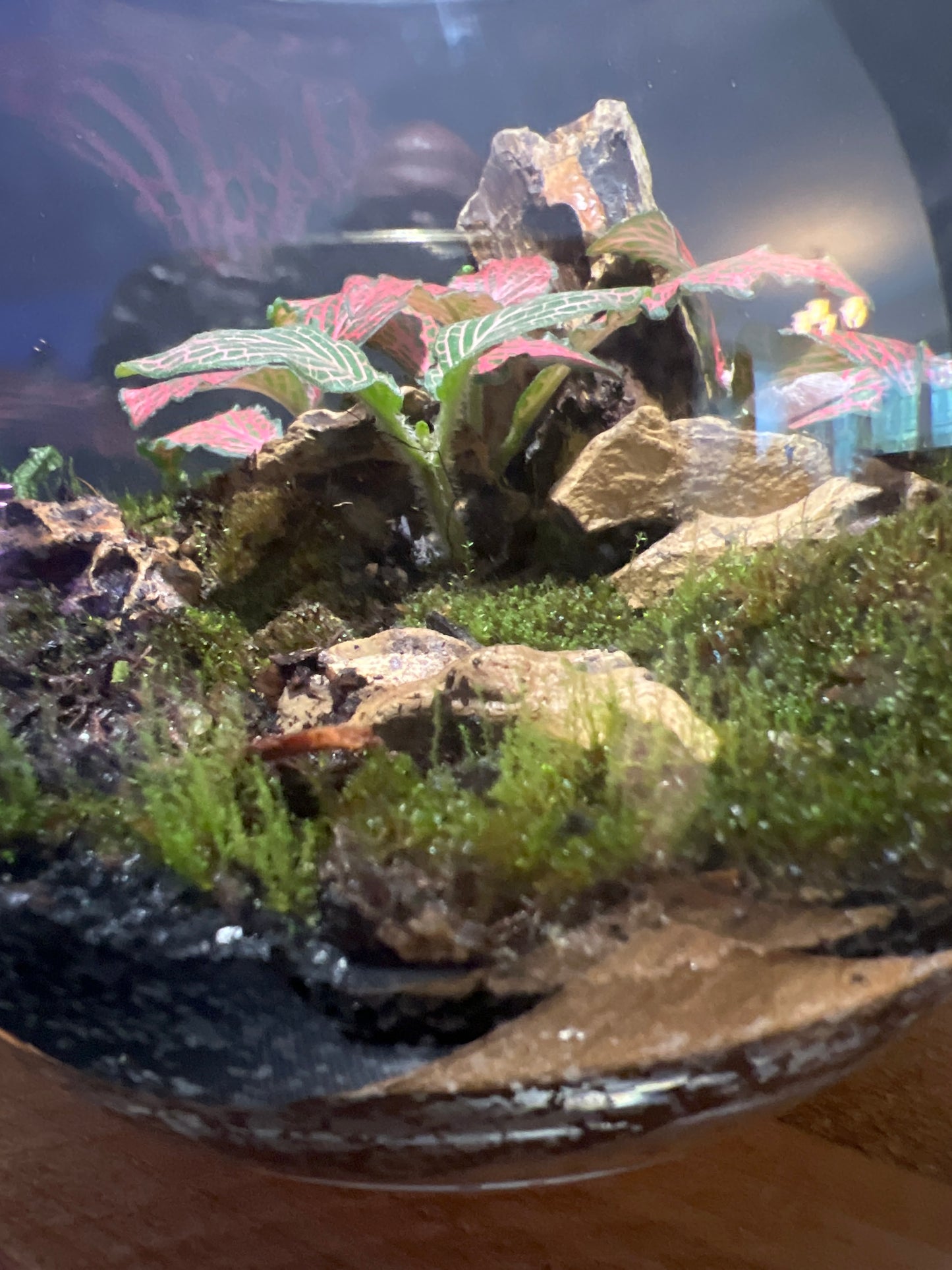 Terrarium #6