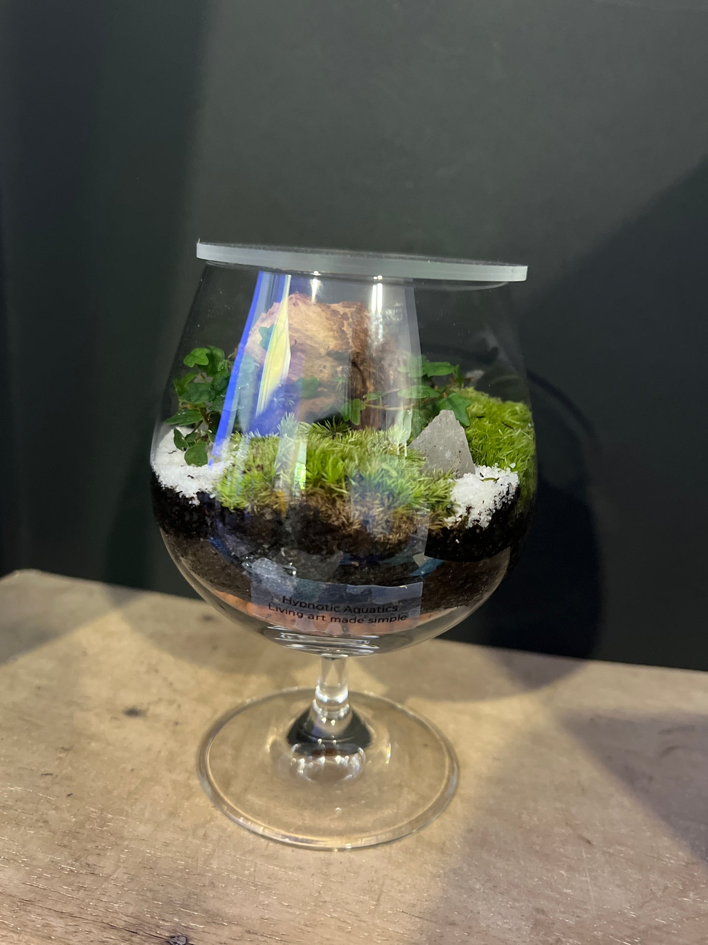 Terrarium 479
