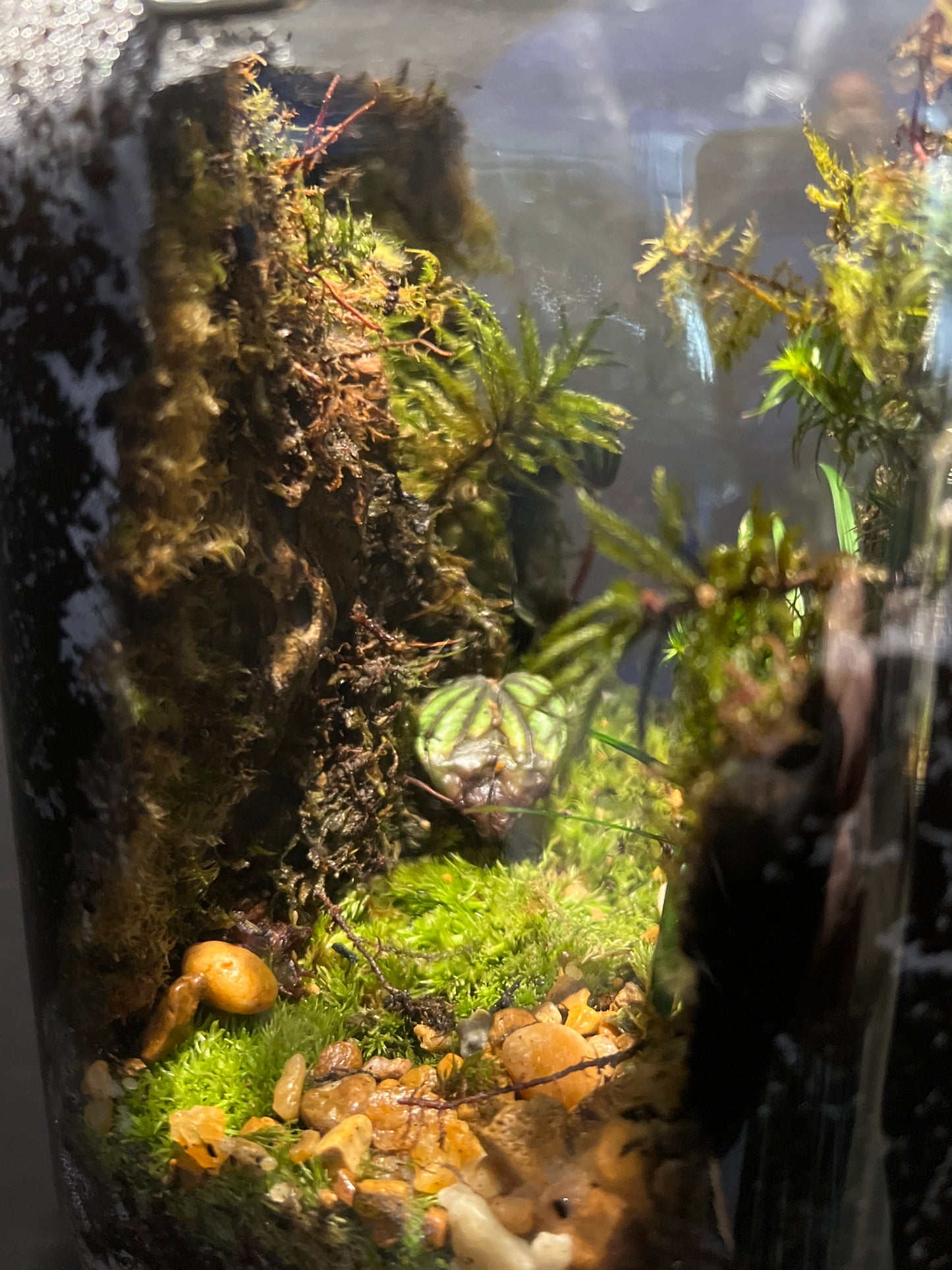 Terrarium #109