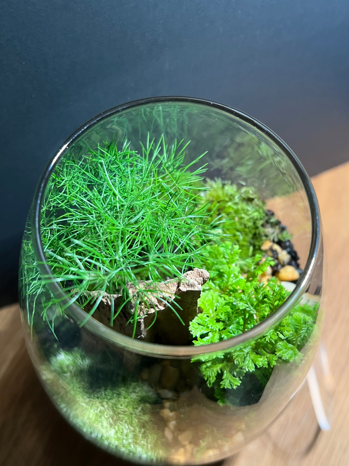 Terrarium #147