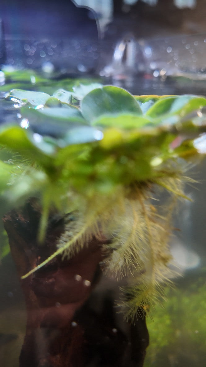 Nano Aquarium: The Lounge