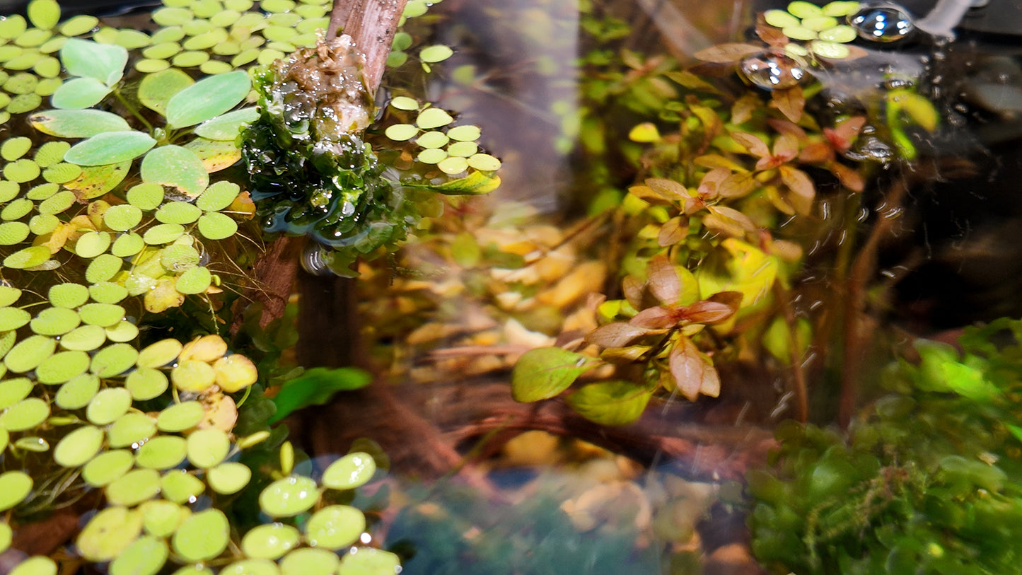 5.5 Gallon Betta Paradise Build