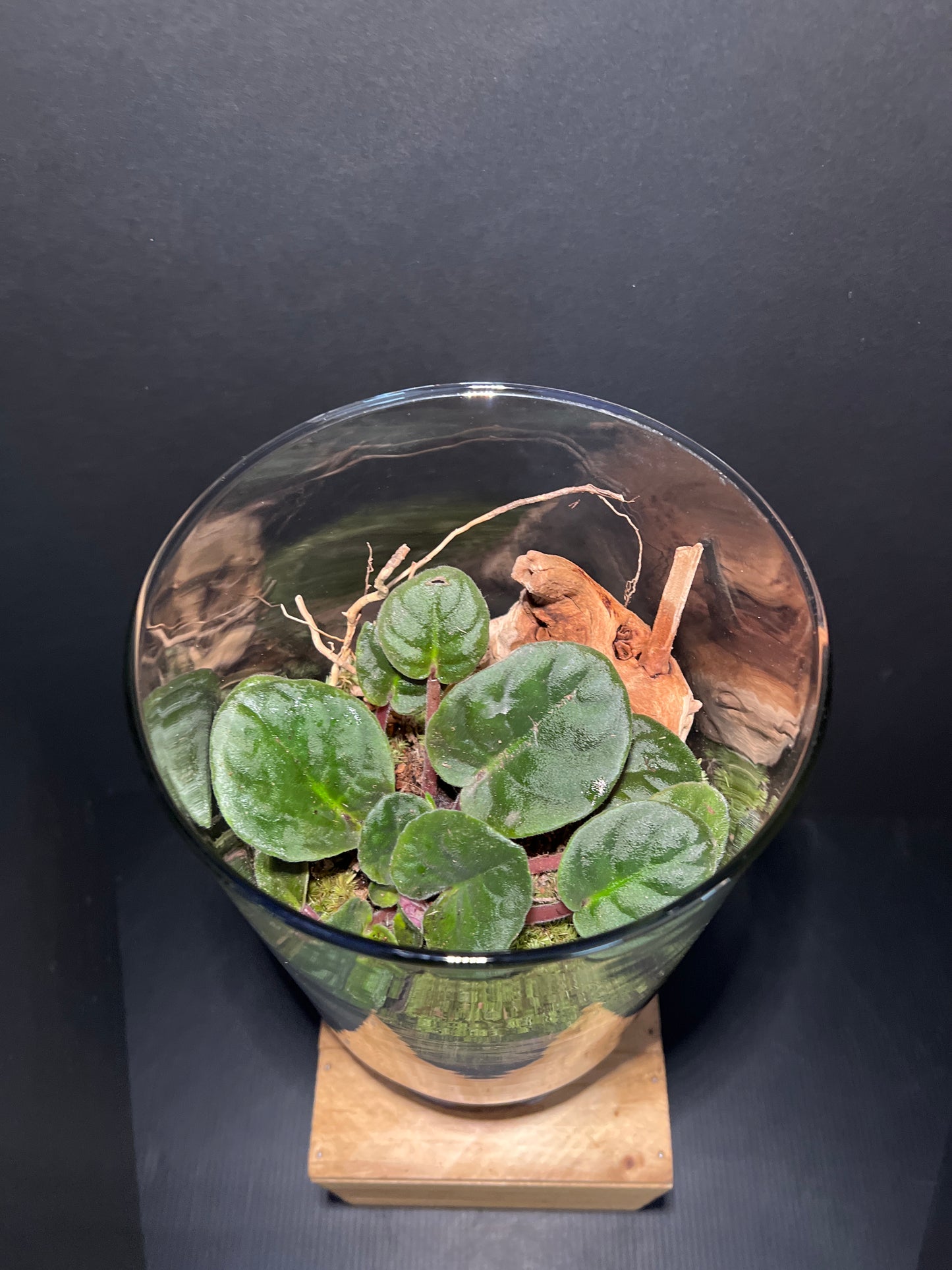 Terrarium #41