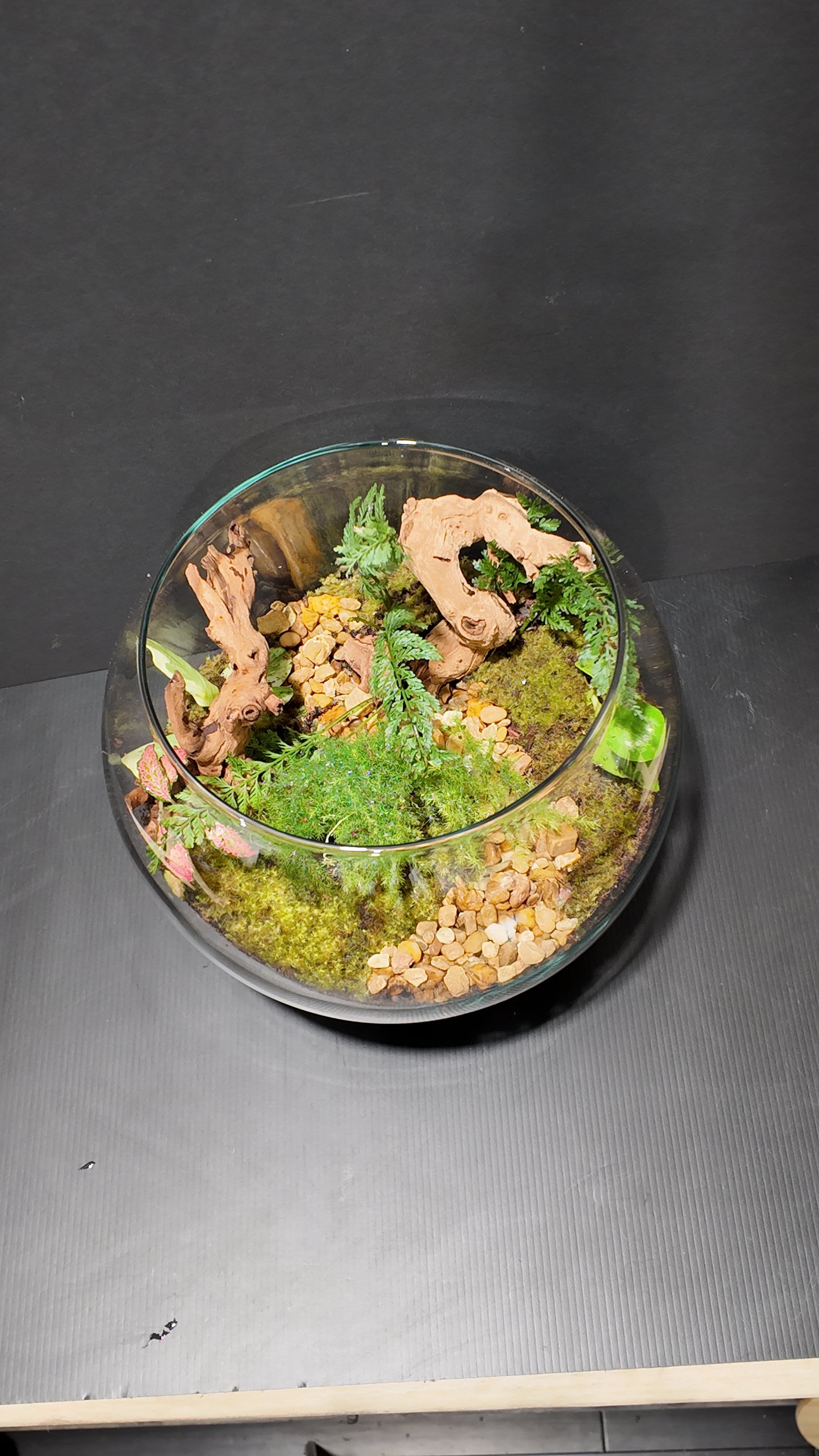 Terrarium #19
