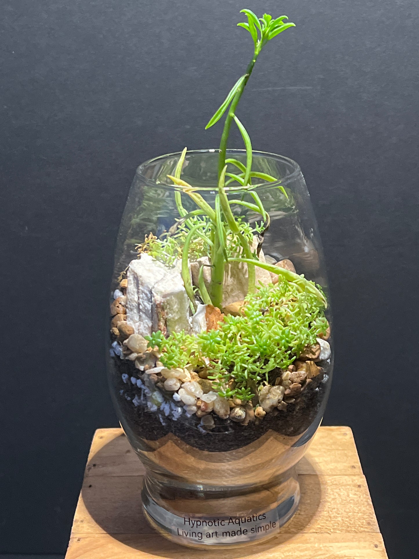 Terrarium #147